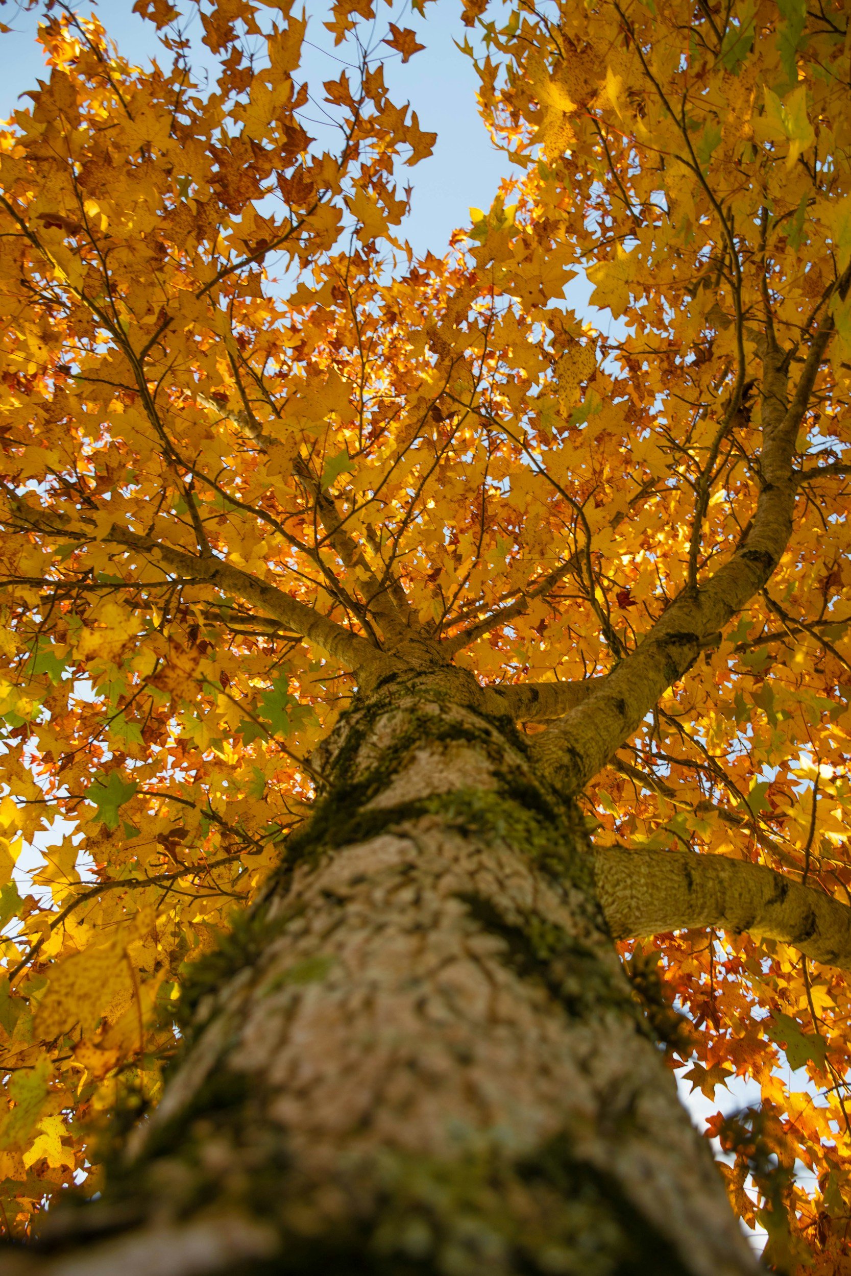 The trunk and branches of a tree in autumn.