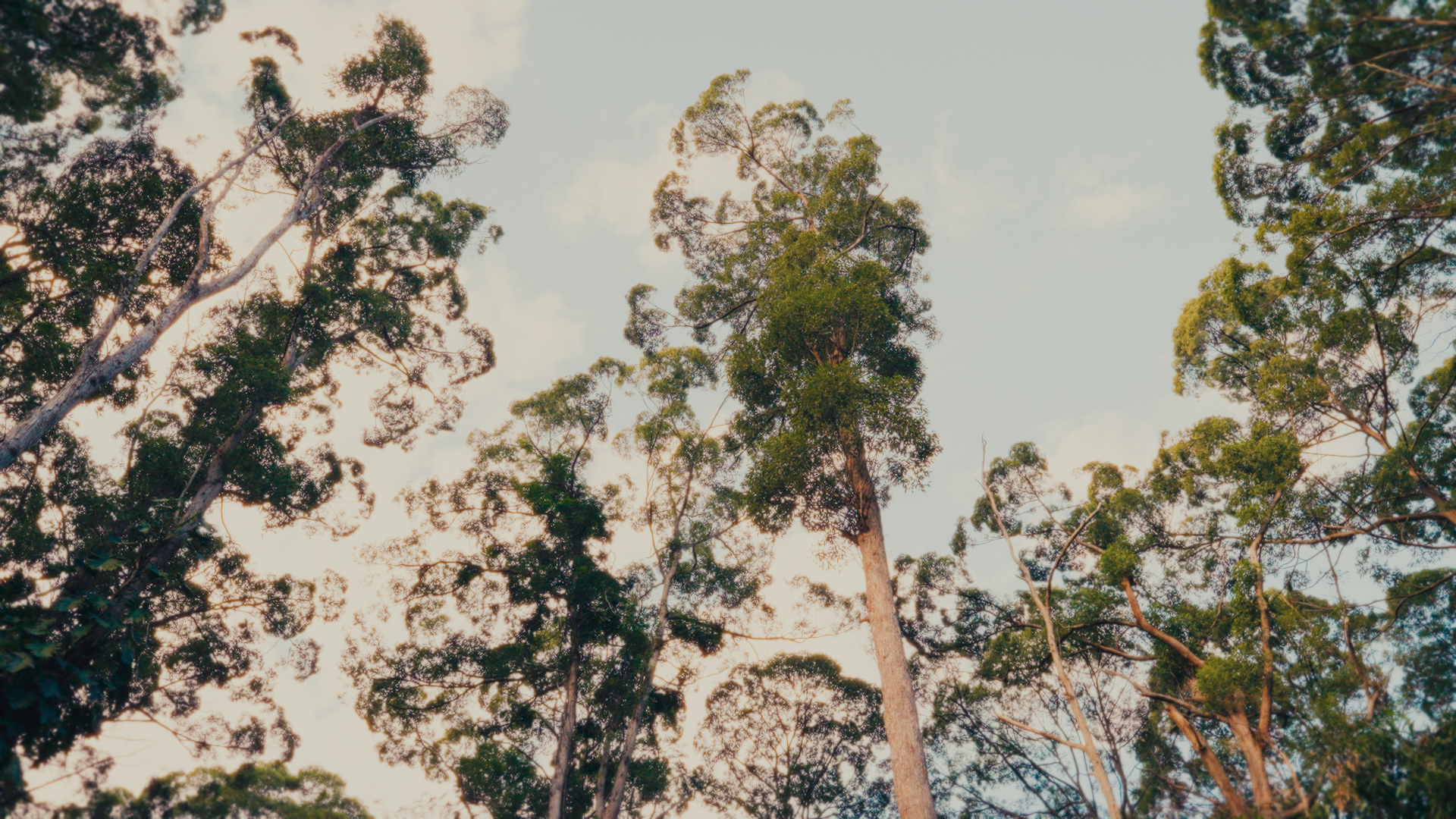 beddington trees.png