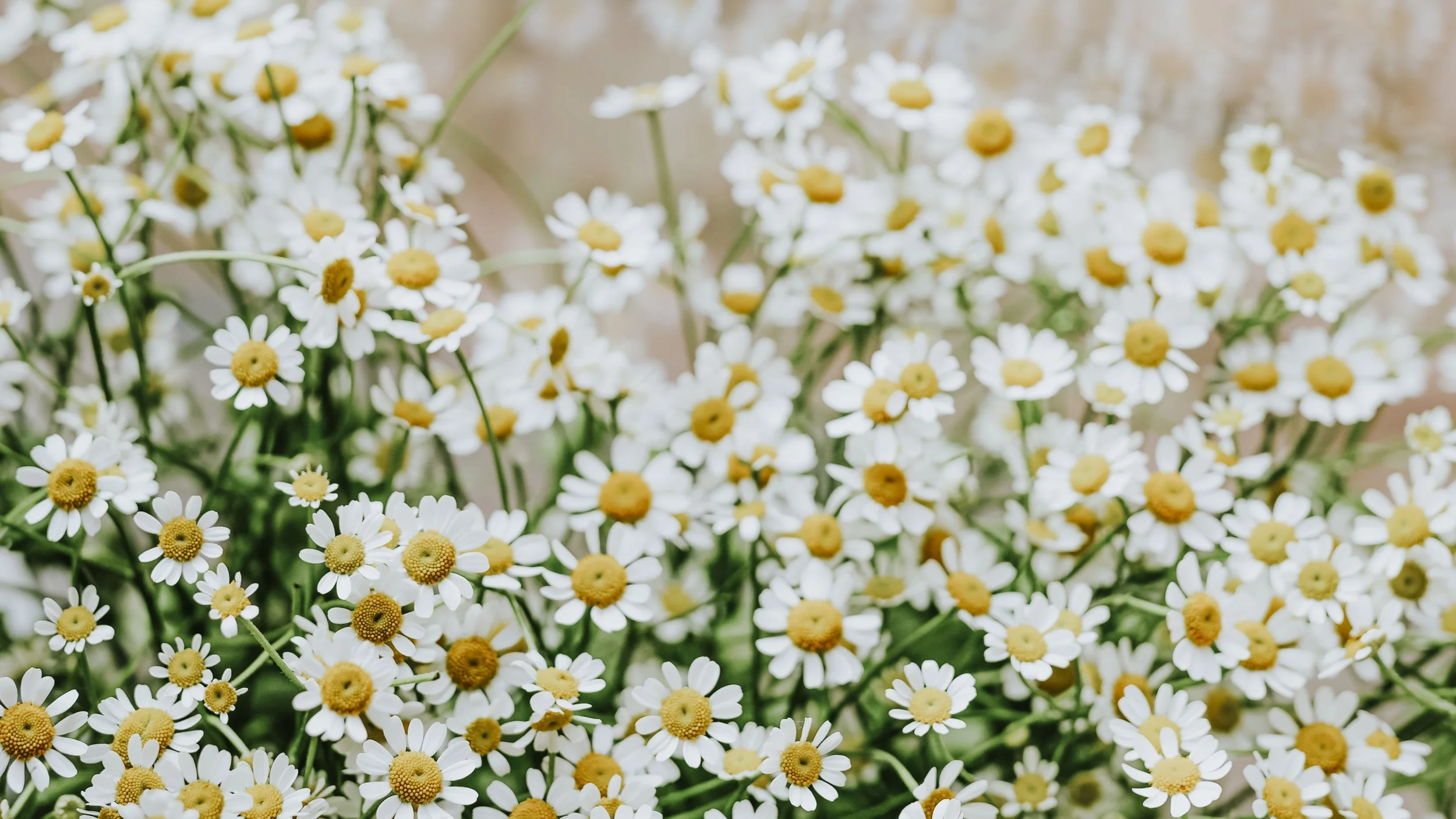 Daisies in a field