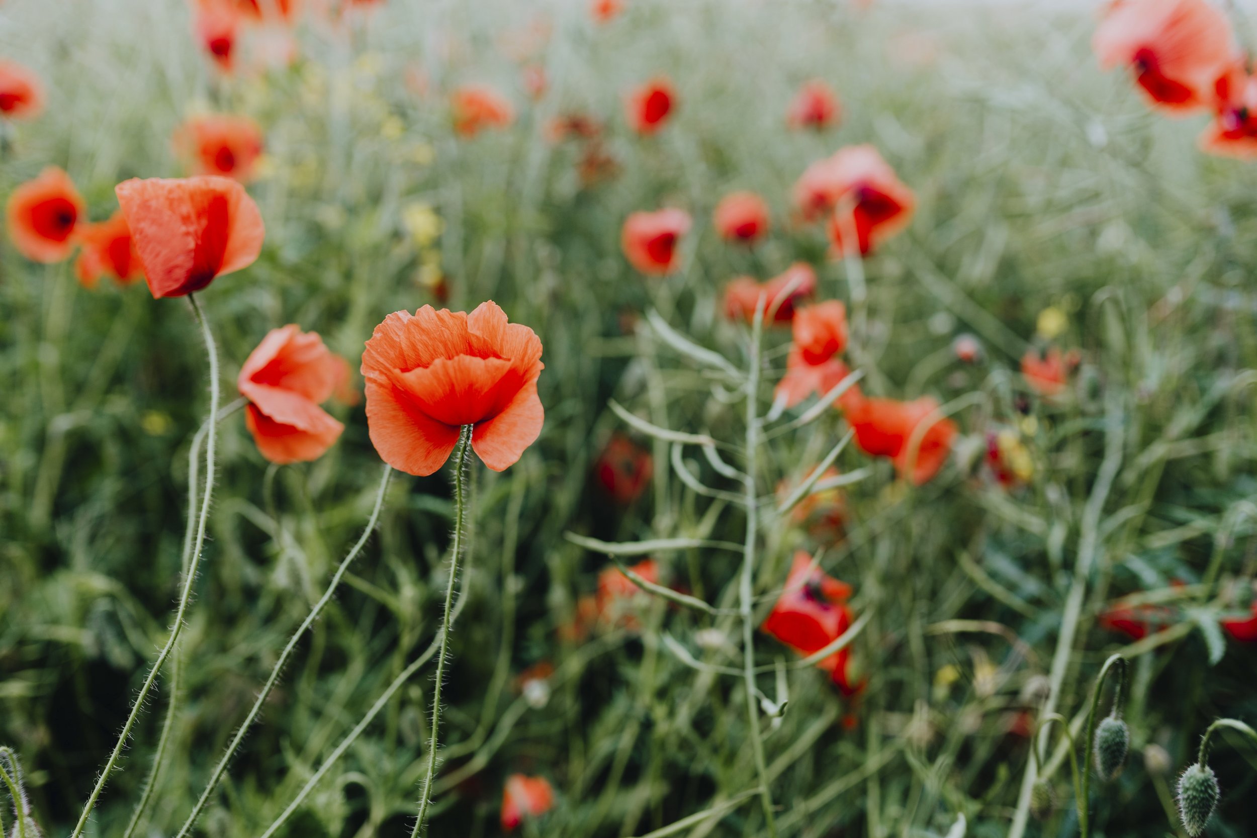 Image of red flowers with green stems in a field