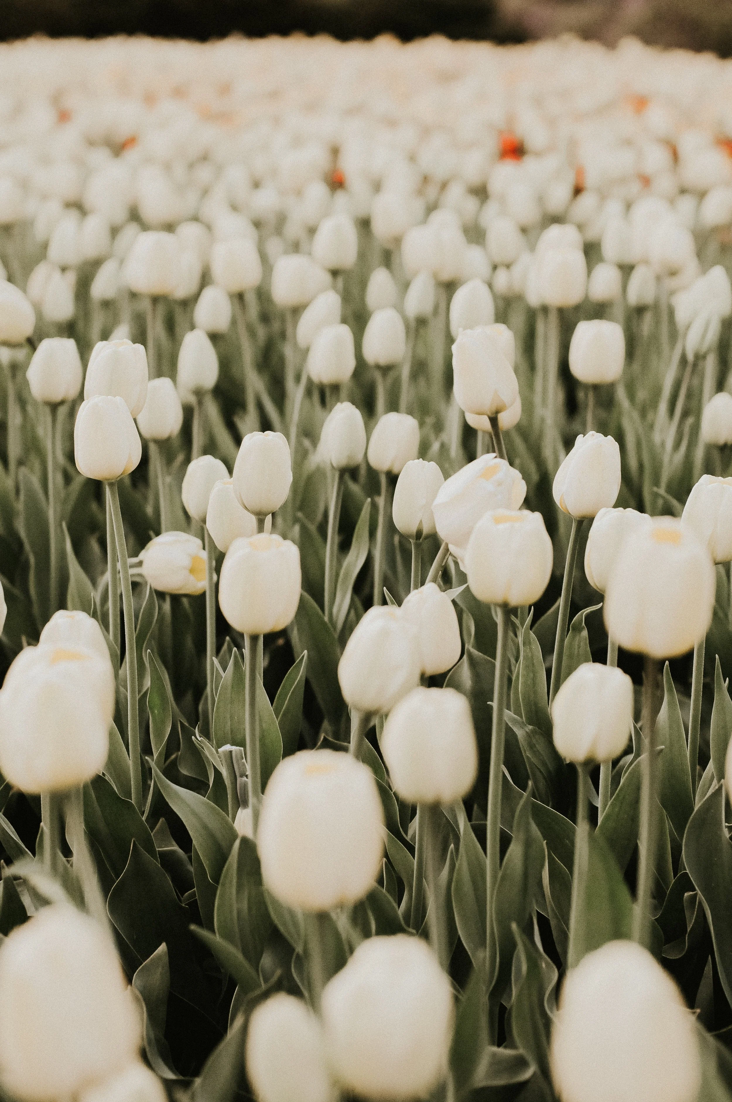 A field of white tulip flowers with green stems.
