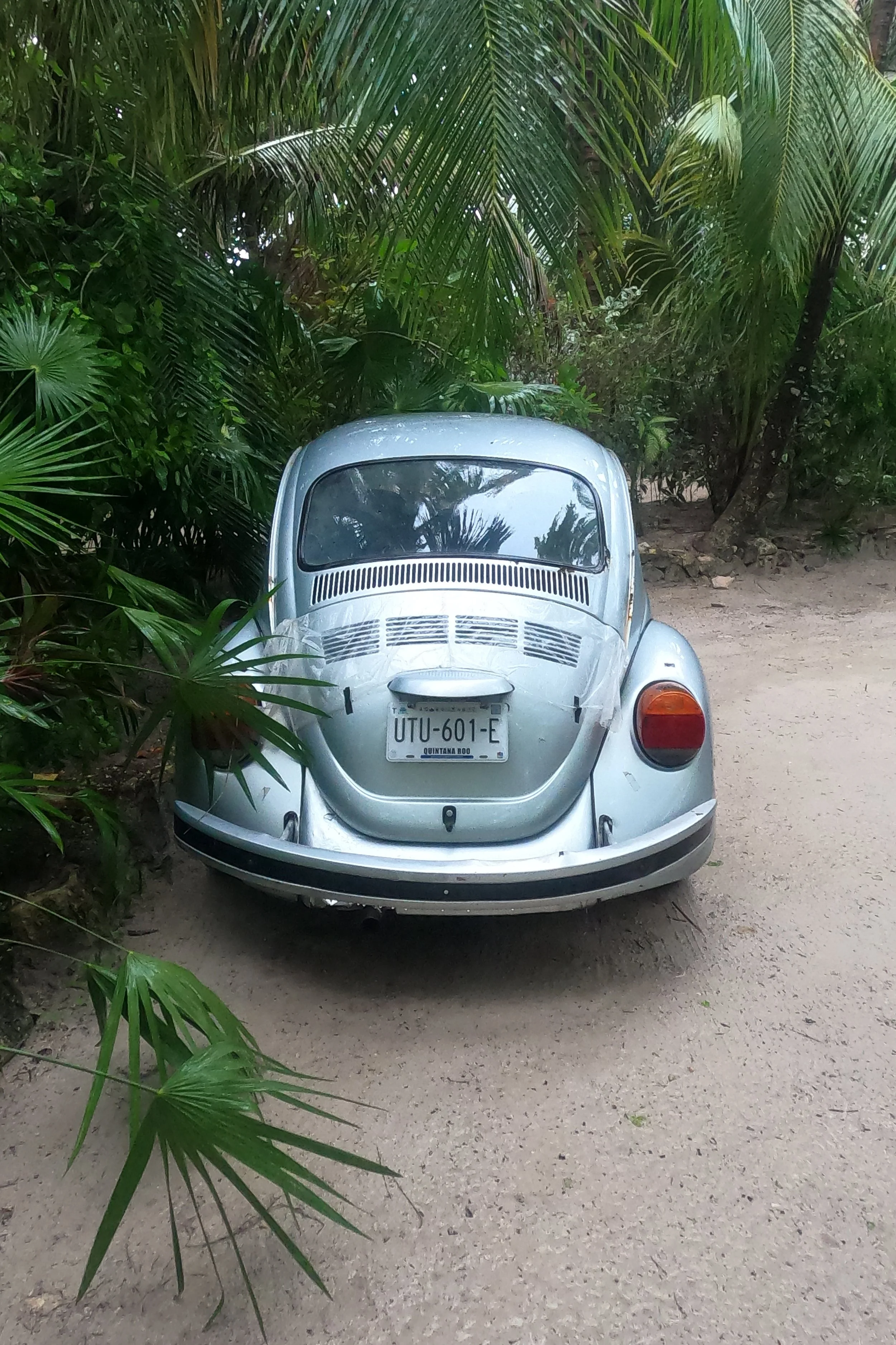 The Bugs in Tulum.jpg