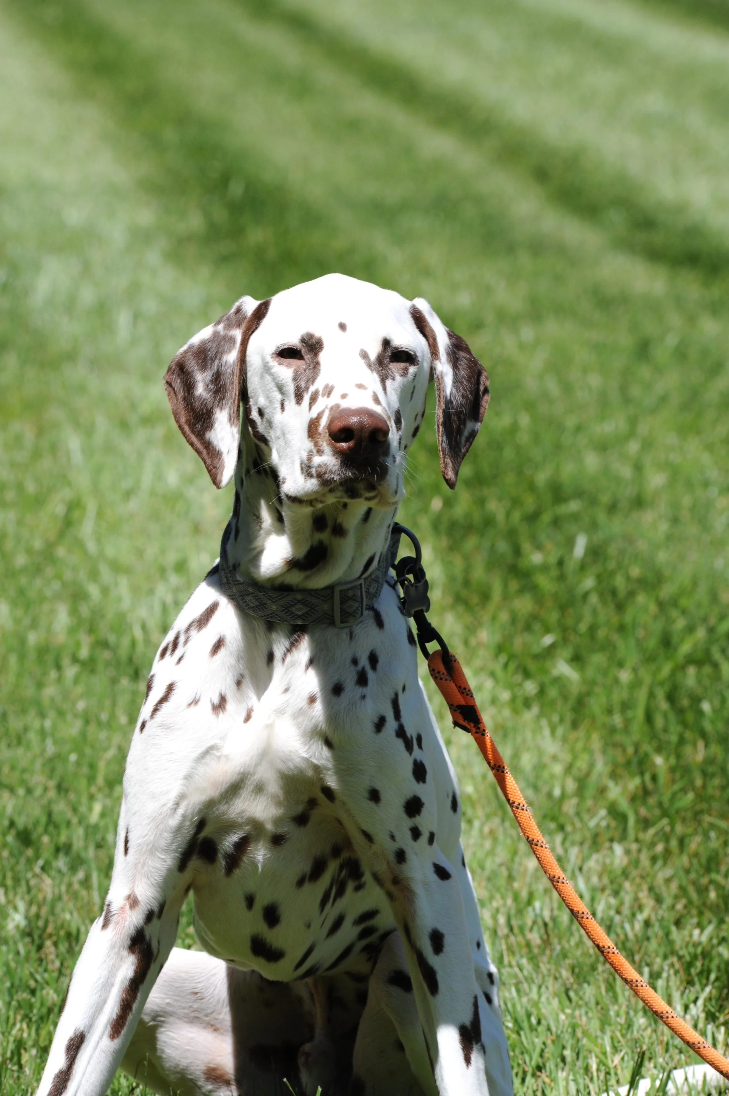 Julius, Chief Furry Officer, providing patients love, cuddles, and a calming supportive presence during their care experience.