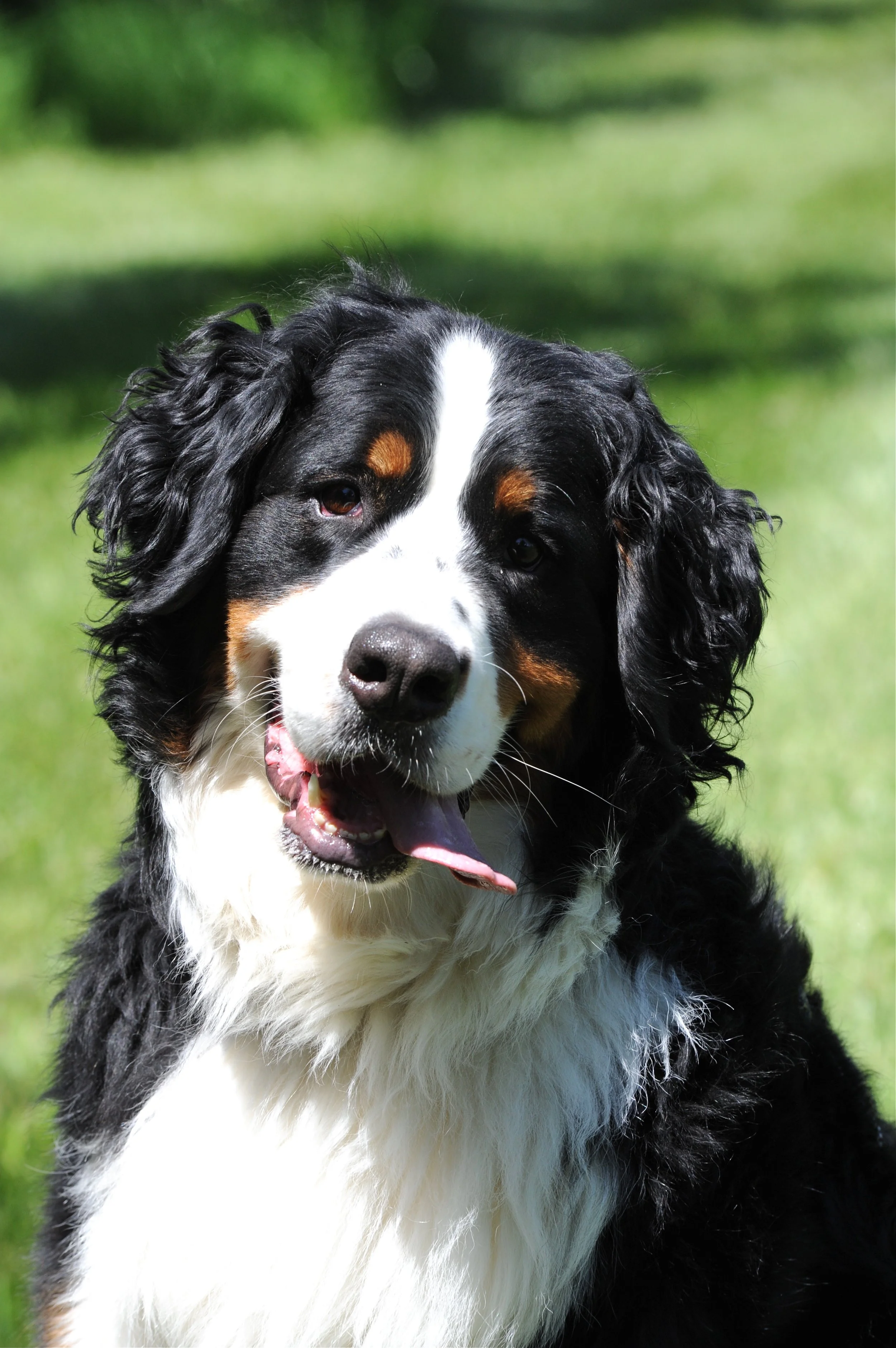 Joanna, Canine Executive Officer, supporting patients by providing calm, comfort, and a loving, soothing presence during care.