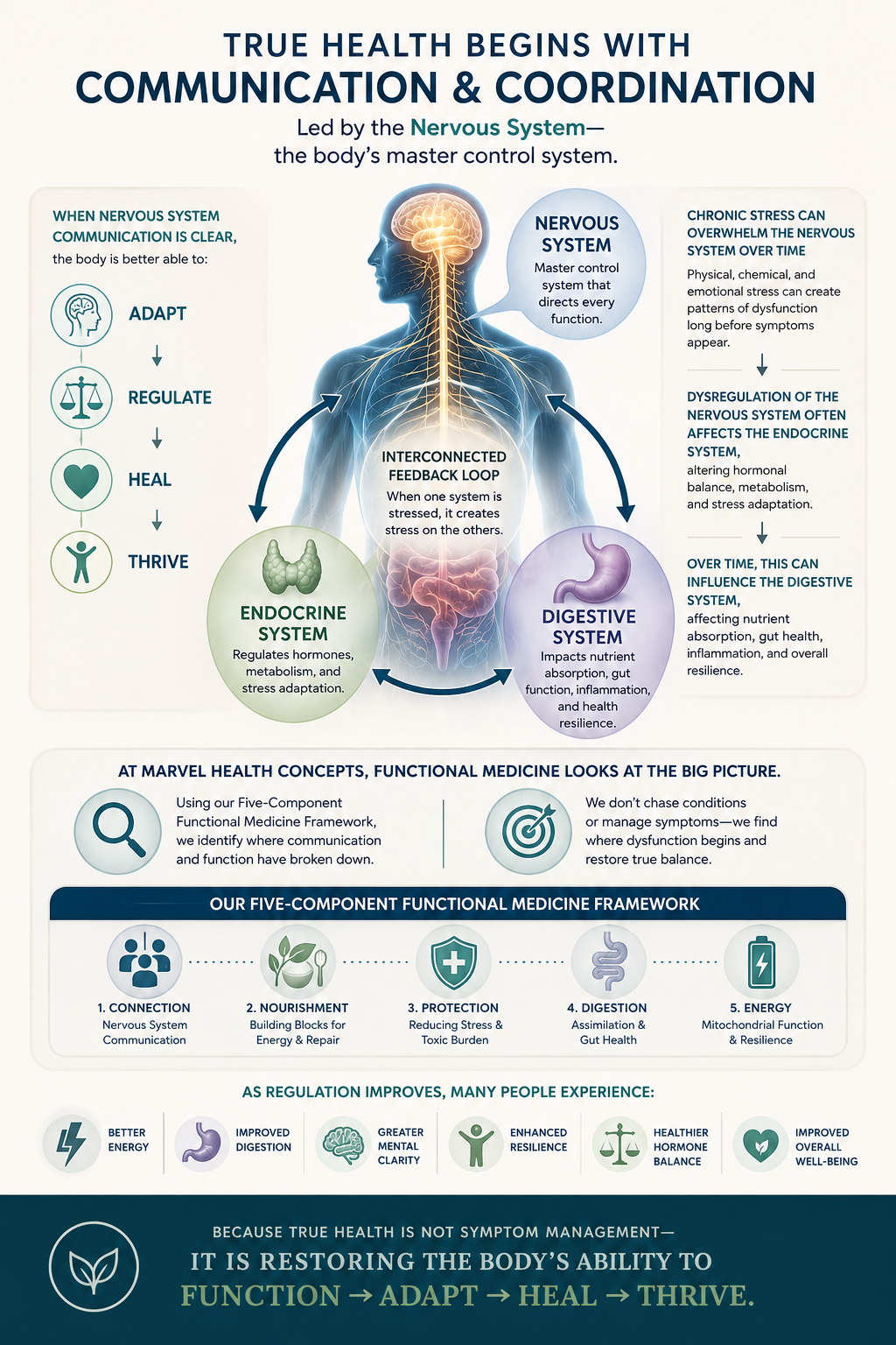 Infographic illustrating the interconnected nervous, endocrine, and digestive systems and their role in regulating stress response, metabolism, immunity, and cellular health through coordinated body-wide communication.