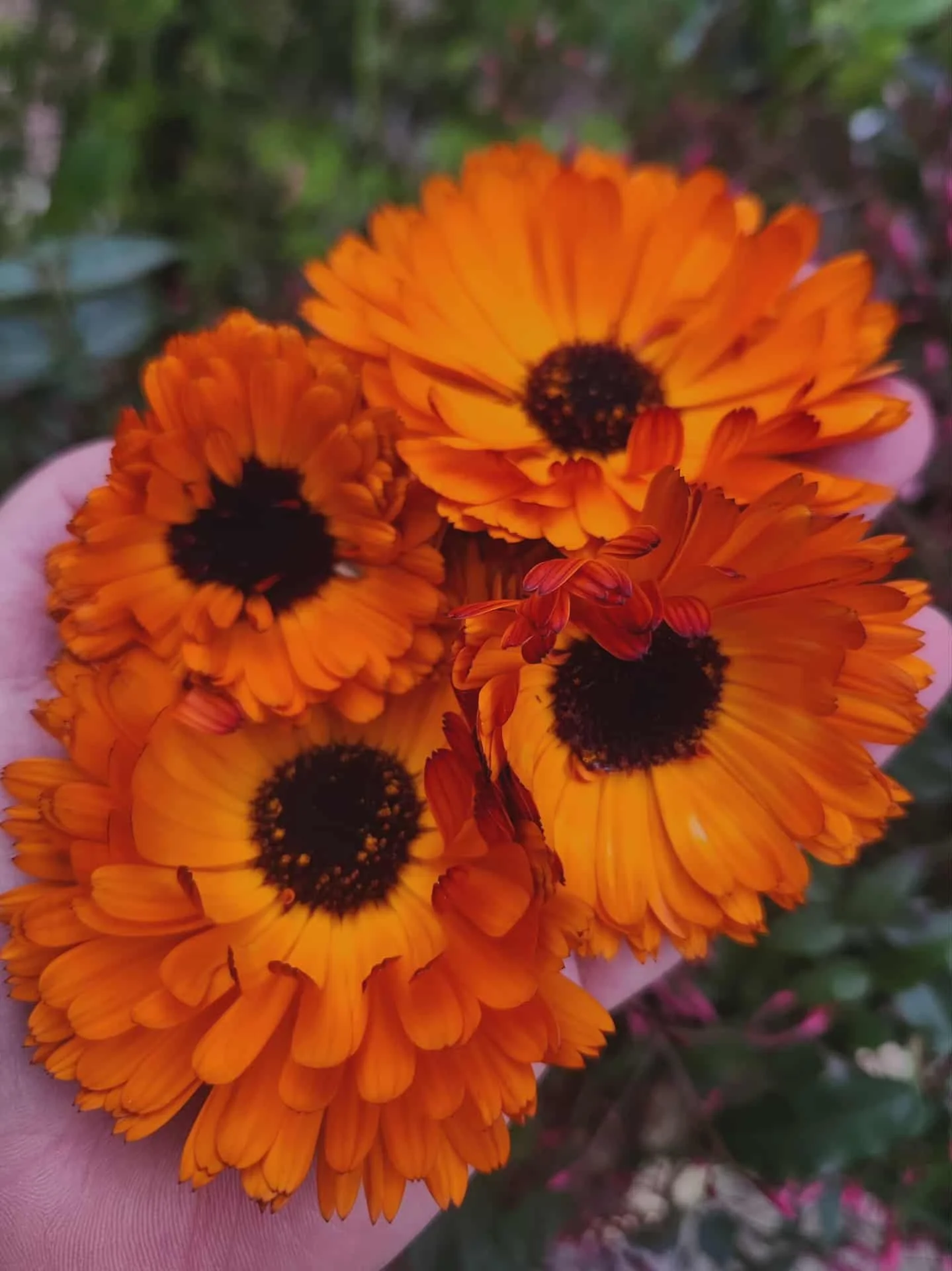 Close-up of bright orange calendula being held by a person's hand.