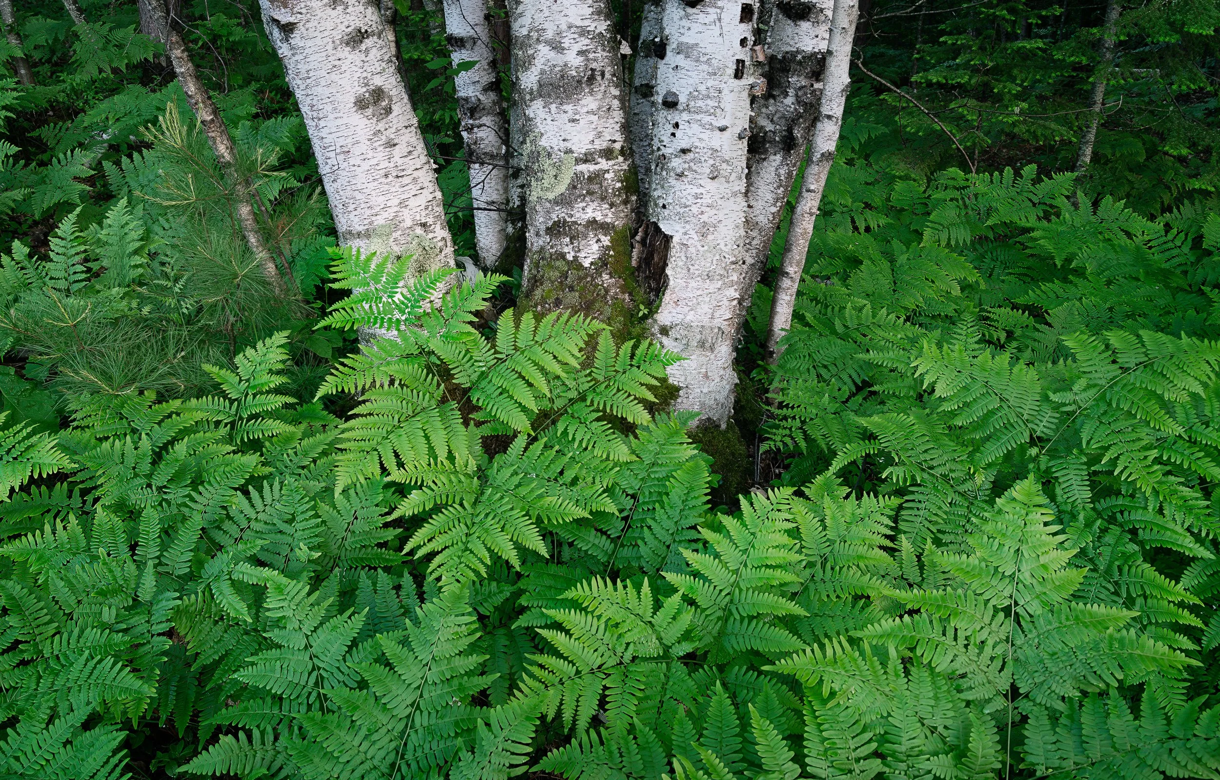 Birch Trees, somewhere in the Upper Peninsula, MI