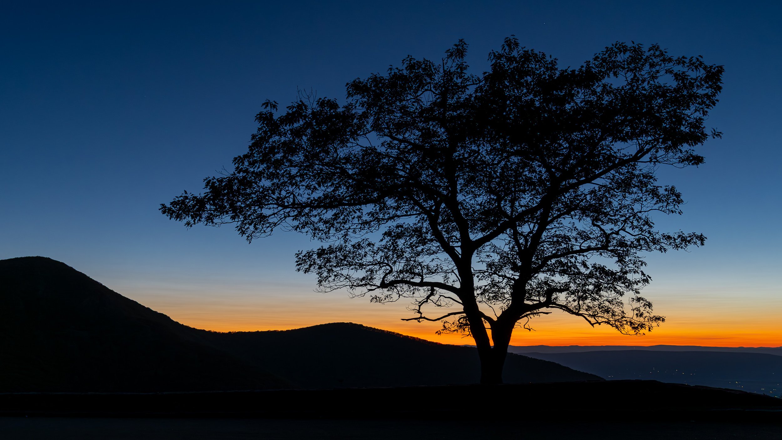 Tree, Cresent Rock SNP.jpg