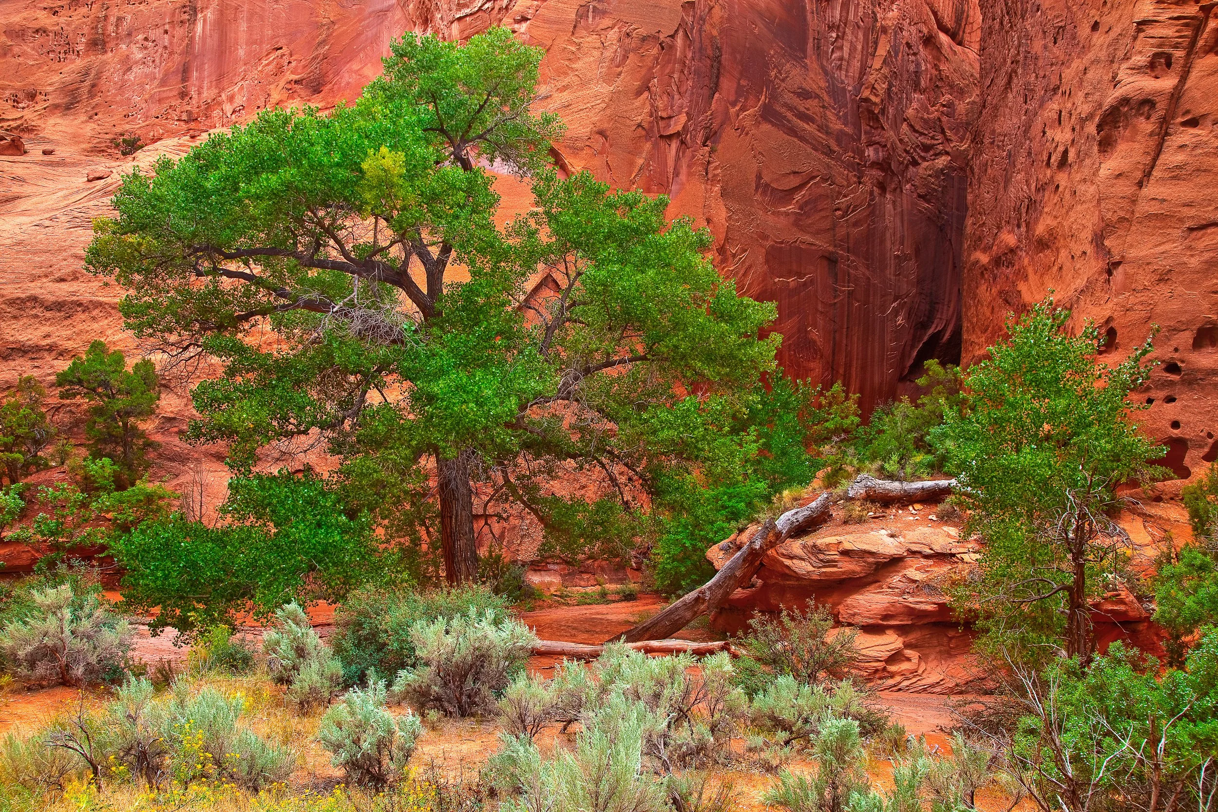 Singing Canyon, Burr Trail, UT