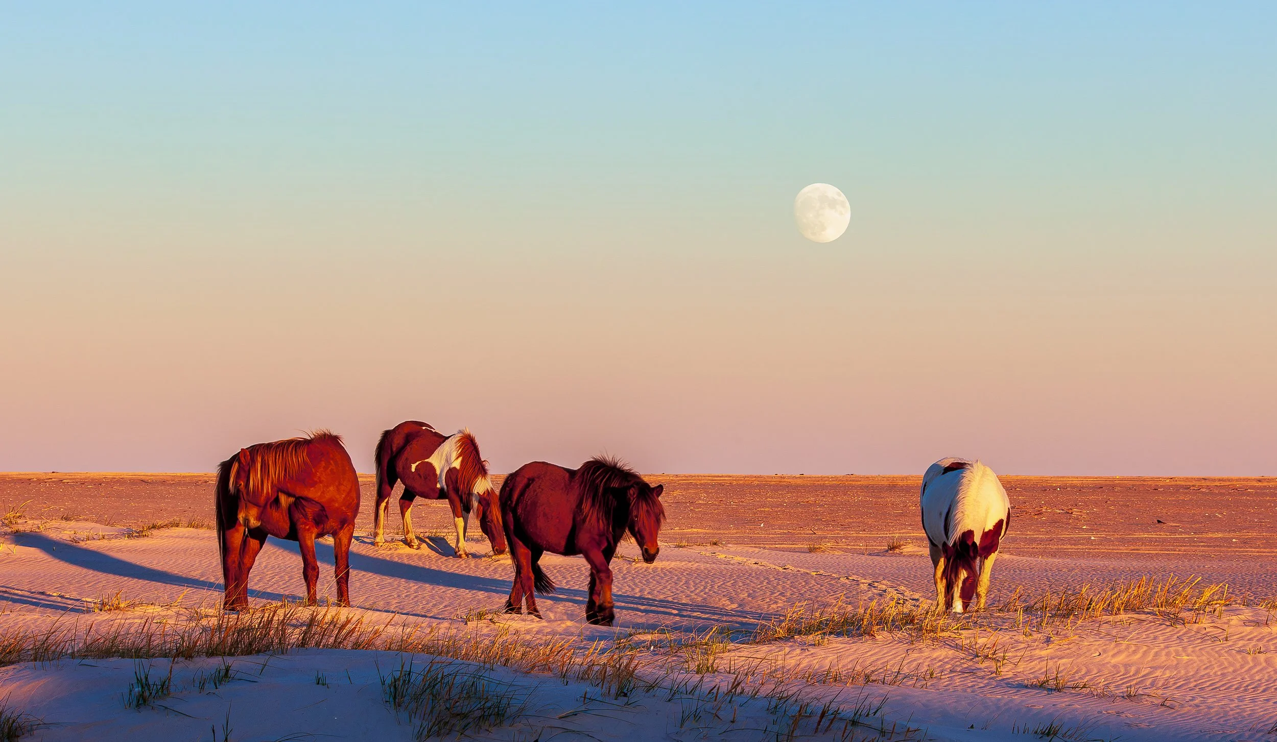 Moon Rise, Assateague National Seashore, MD