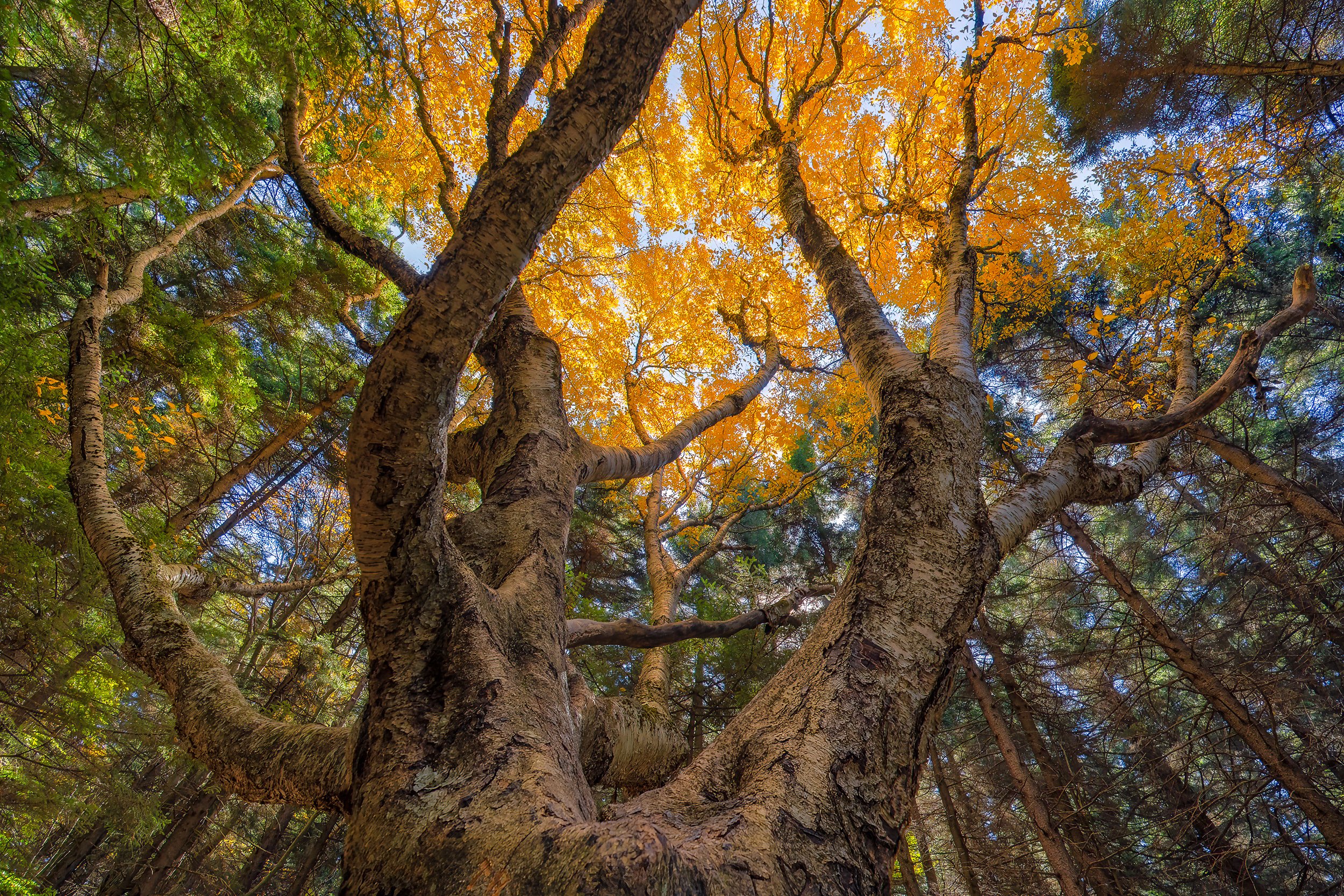 The Magic Tree, near Dolly Sods Wilderness, WV
