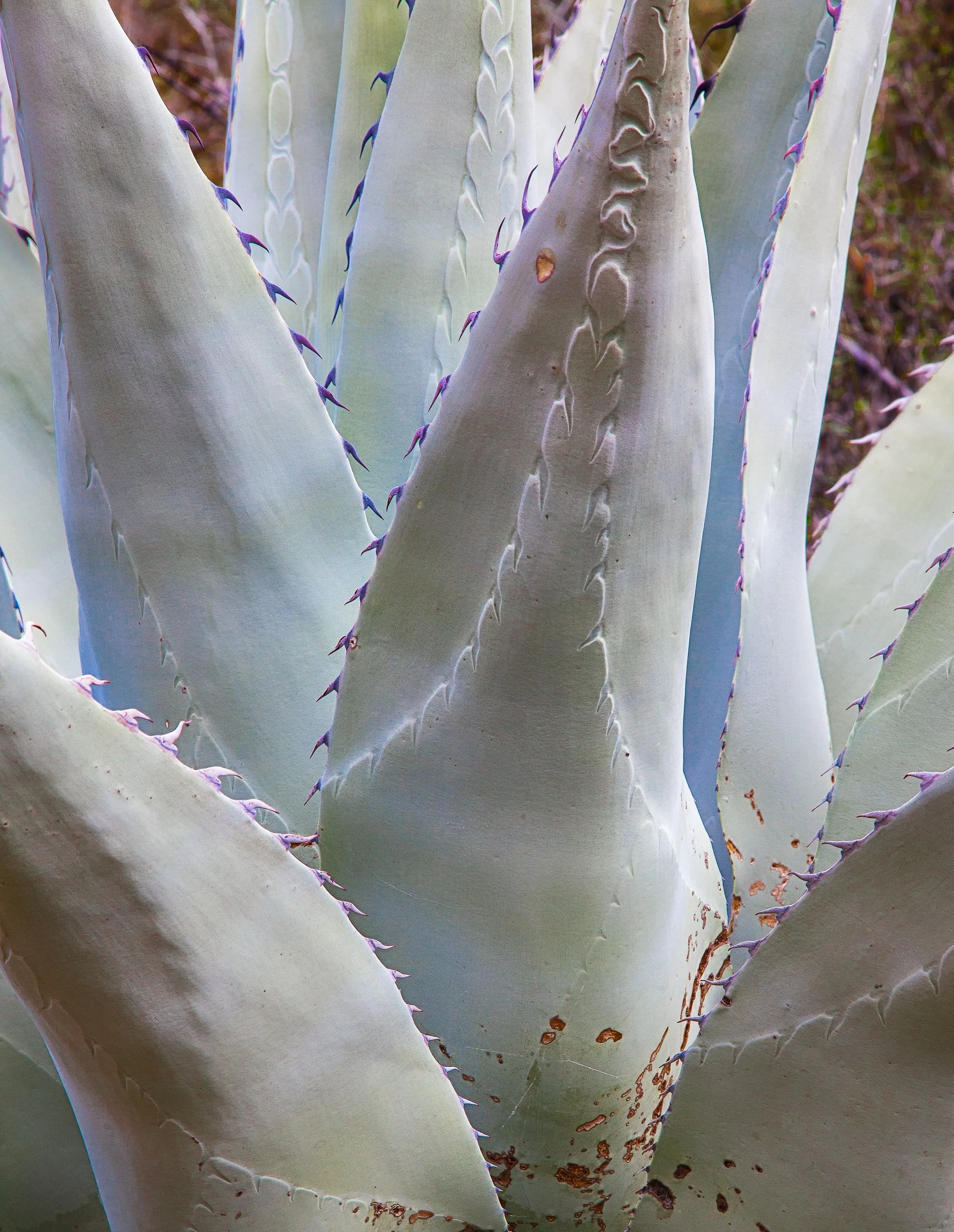 Agave, Big Bend National Park, TX