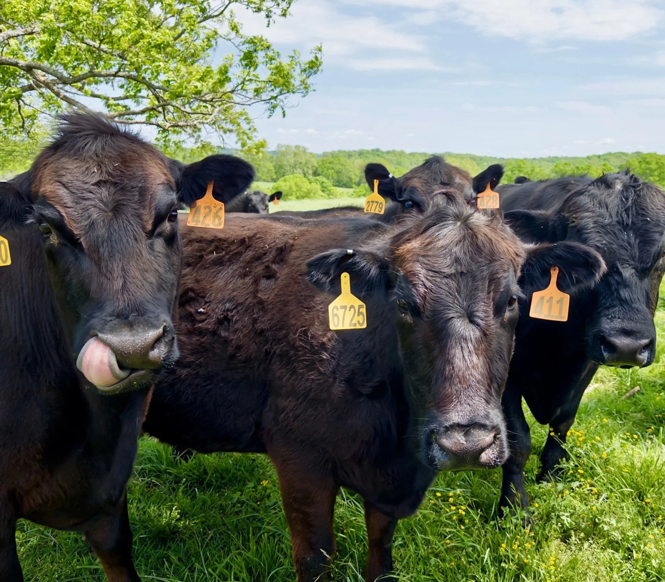 A group of black cows in a green pasture under a partly cloudy sky, with trees in the background. Some cows have orange ear tags with numbers.