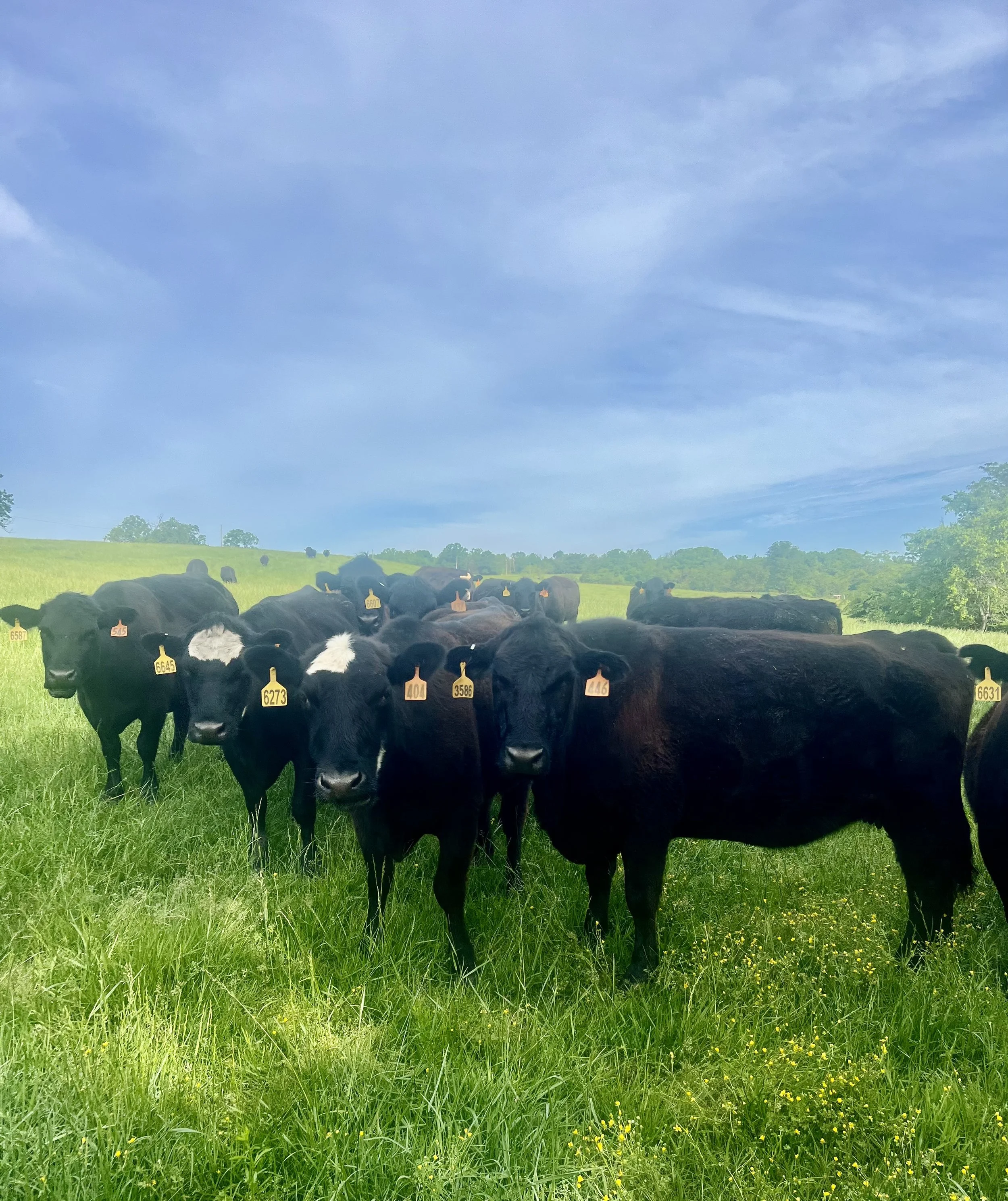 A herd of black cows with white markings standing in a green grassy field under a partly cloudy sky.