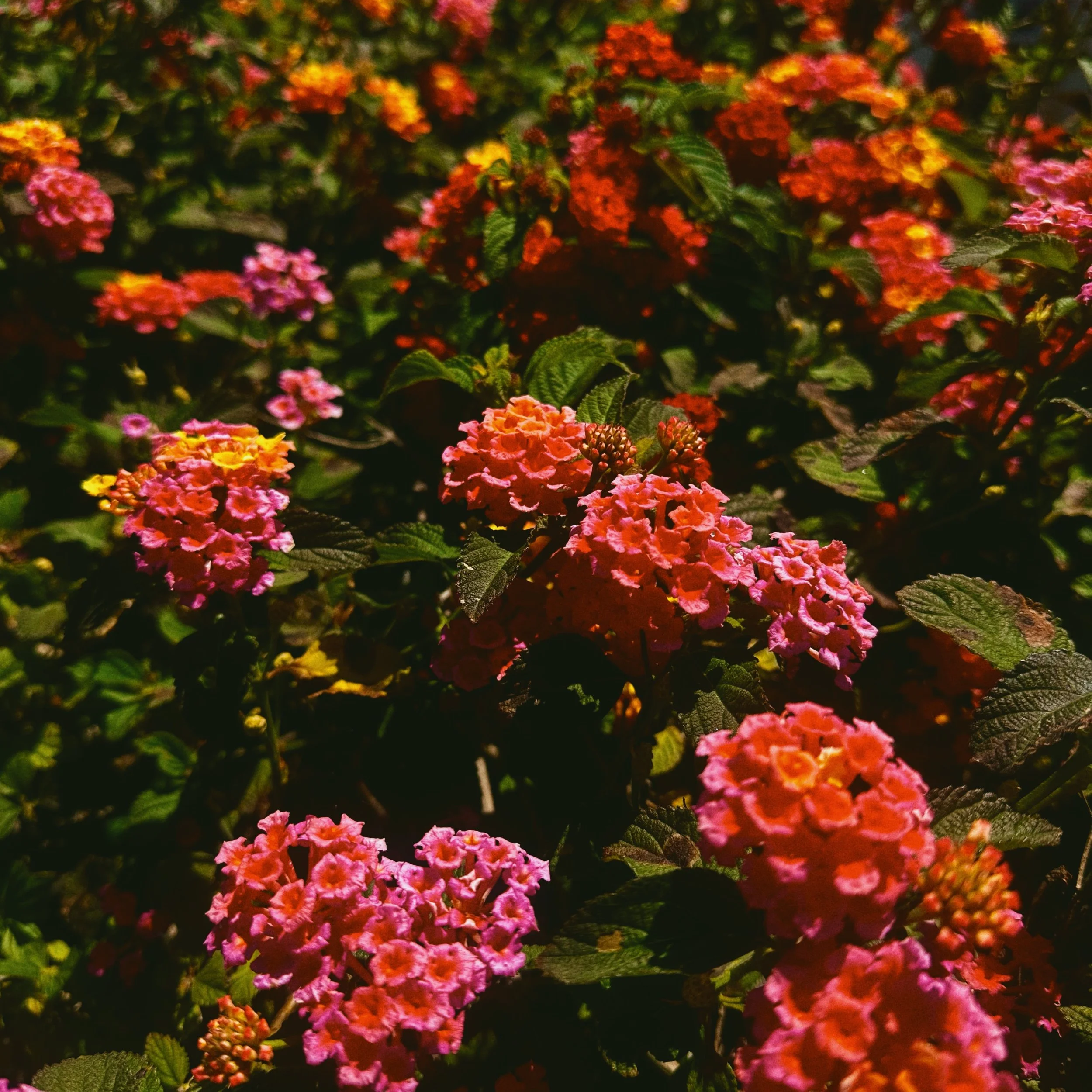 Vibrant, blooming lantana flowers representing emotional growth and healing in mental health therapy.