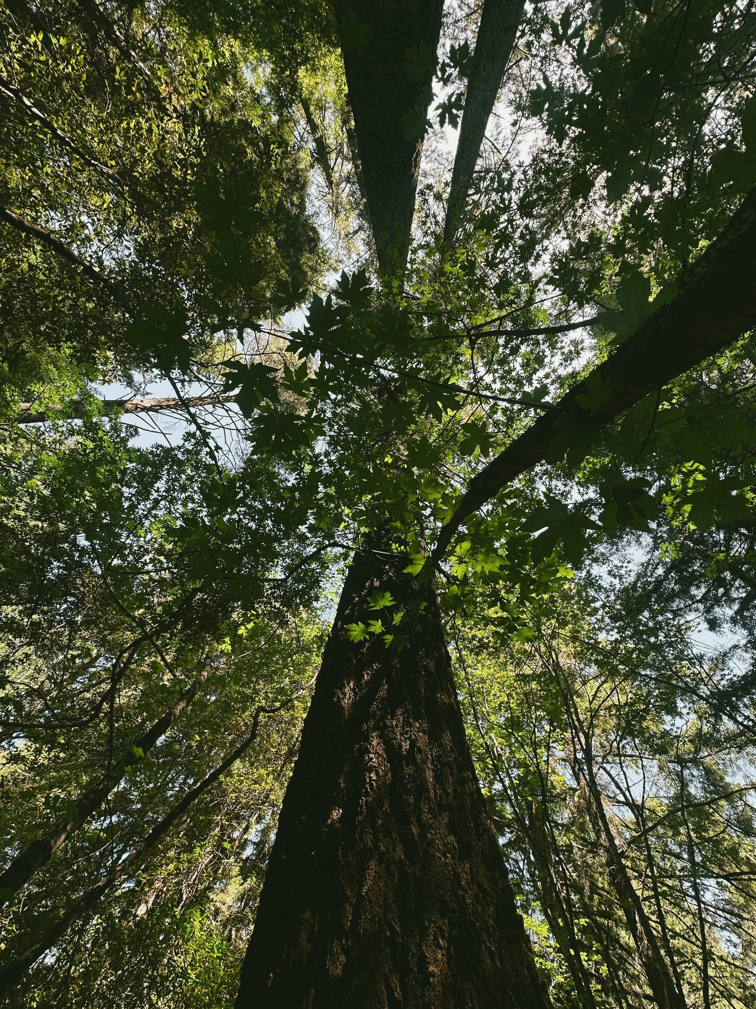 Sunlight filtering through tall forest trees, symbolizing personal growth and anxiety relief in therapy.
