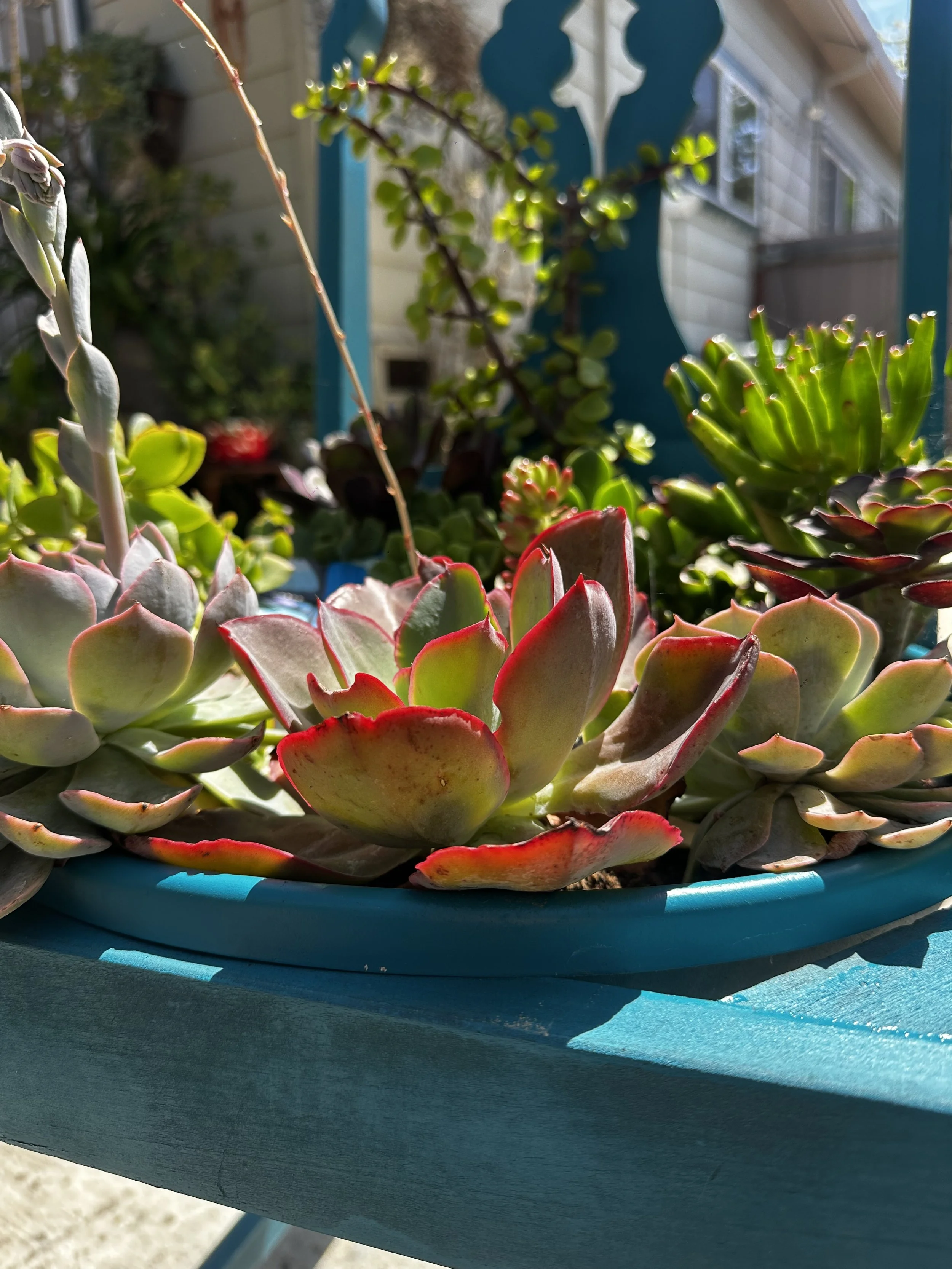 Close-up of a variety of succulent plants in a blue pot on a teal surface with a background of a house with windows. Representing resilience and self-care practices in virtual counseling.