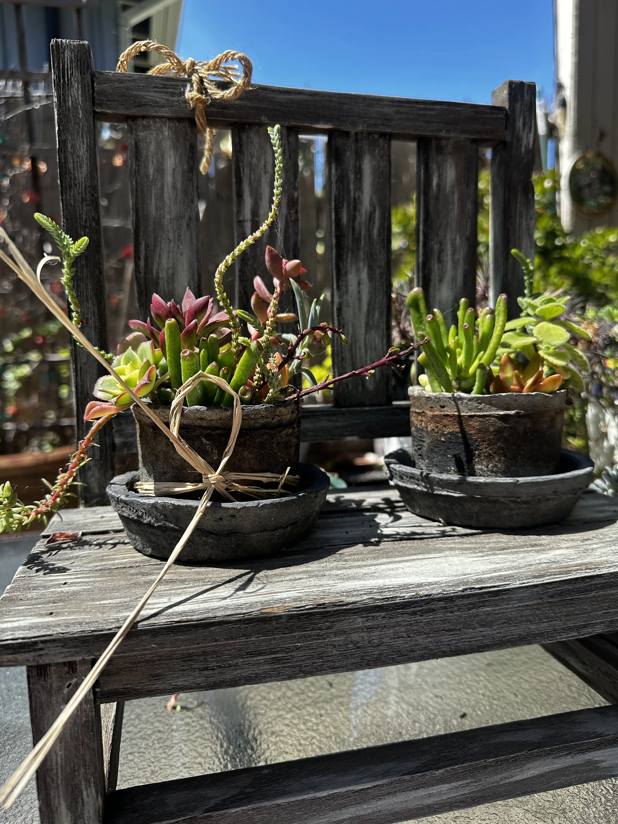 Three small potted succulents on a weathered wooden bench outdoors, with a blue sky and a building in the background. representing resilience and self-care practices in virtual counseling.