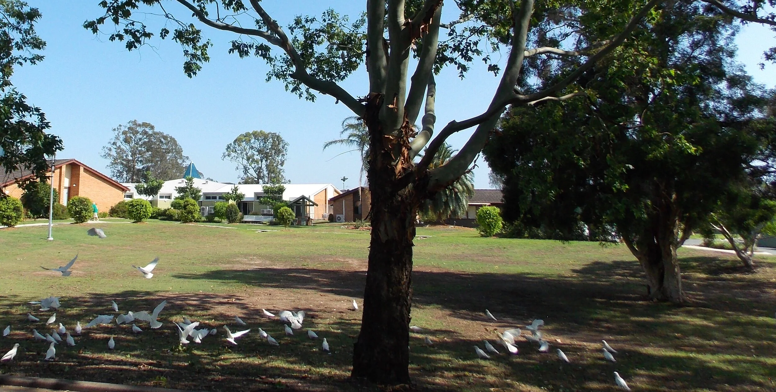 BIRDS (Copy)