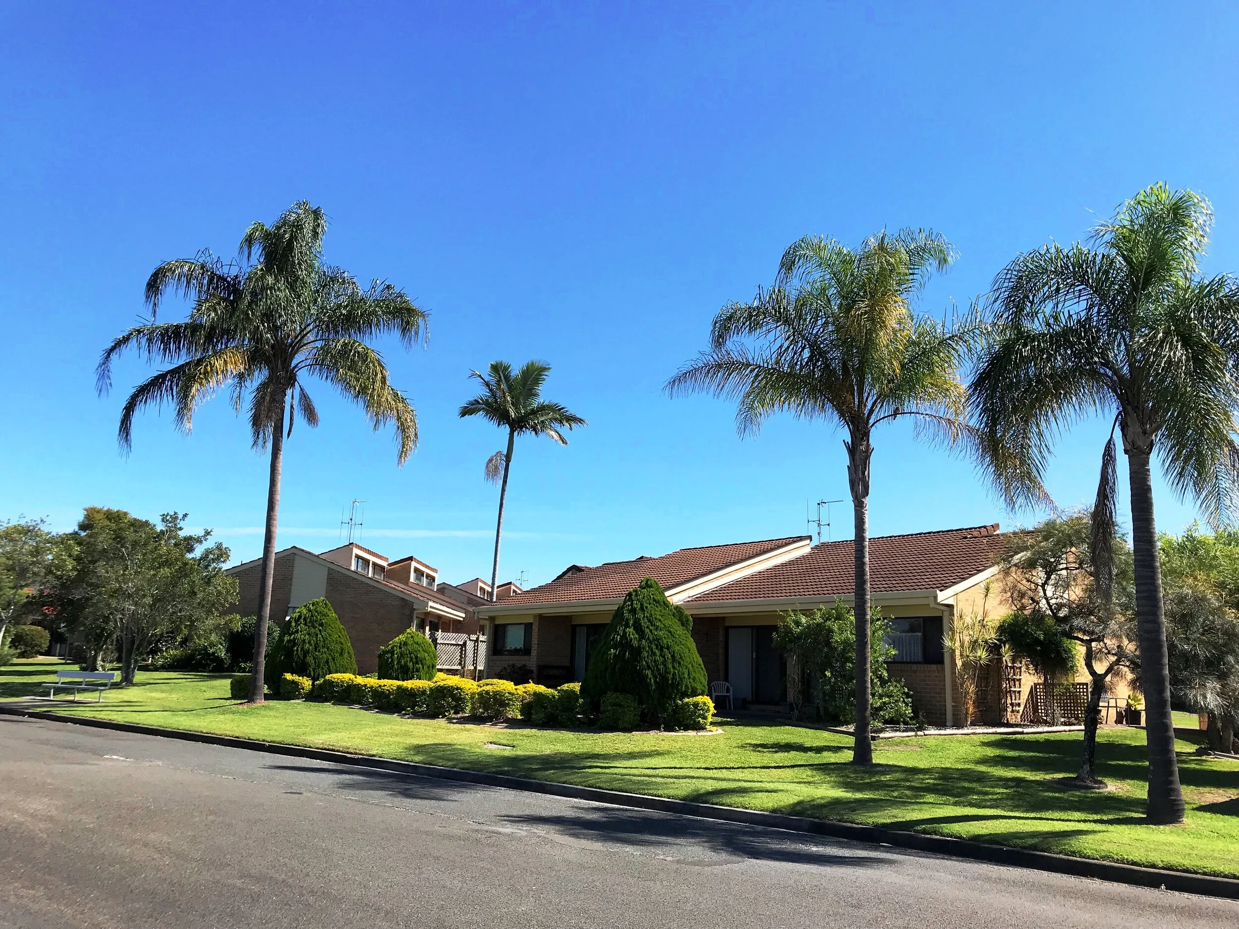 CC Drury - Jacaranda Avenue (Copy)