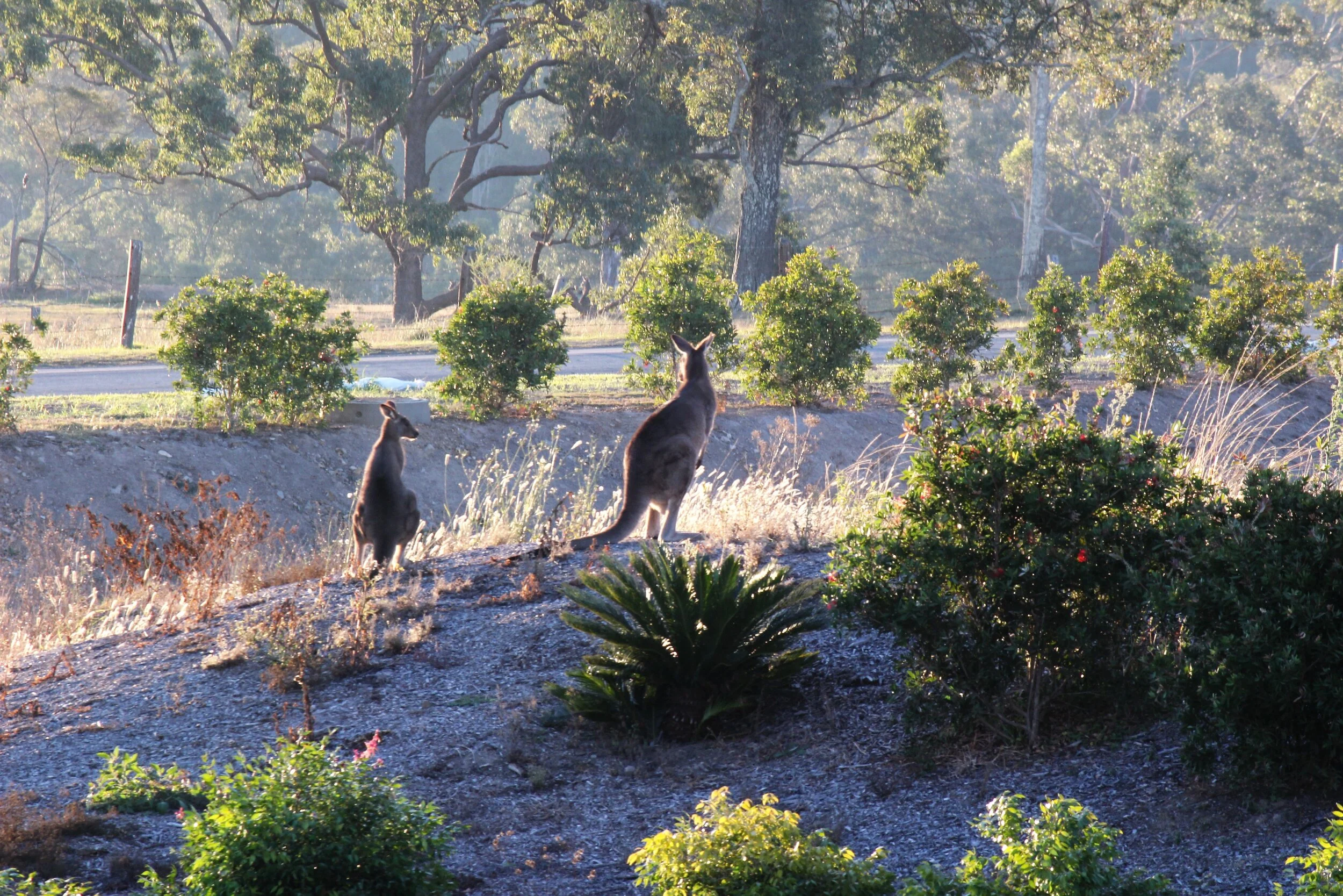 Kangaroos (Copy)
