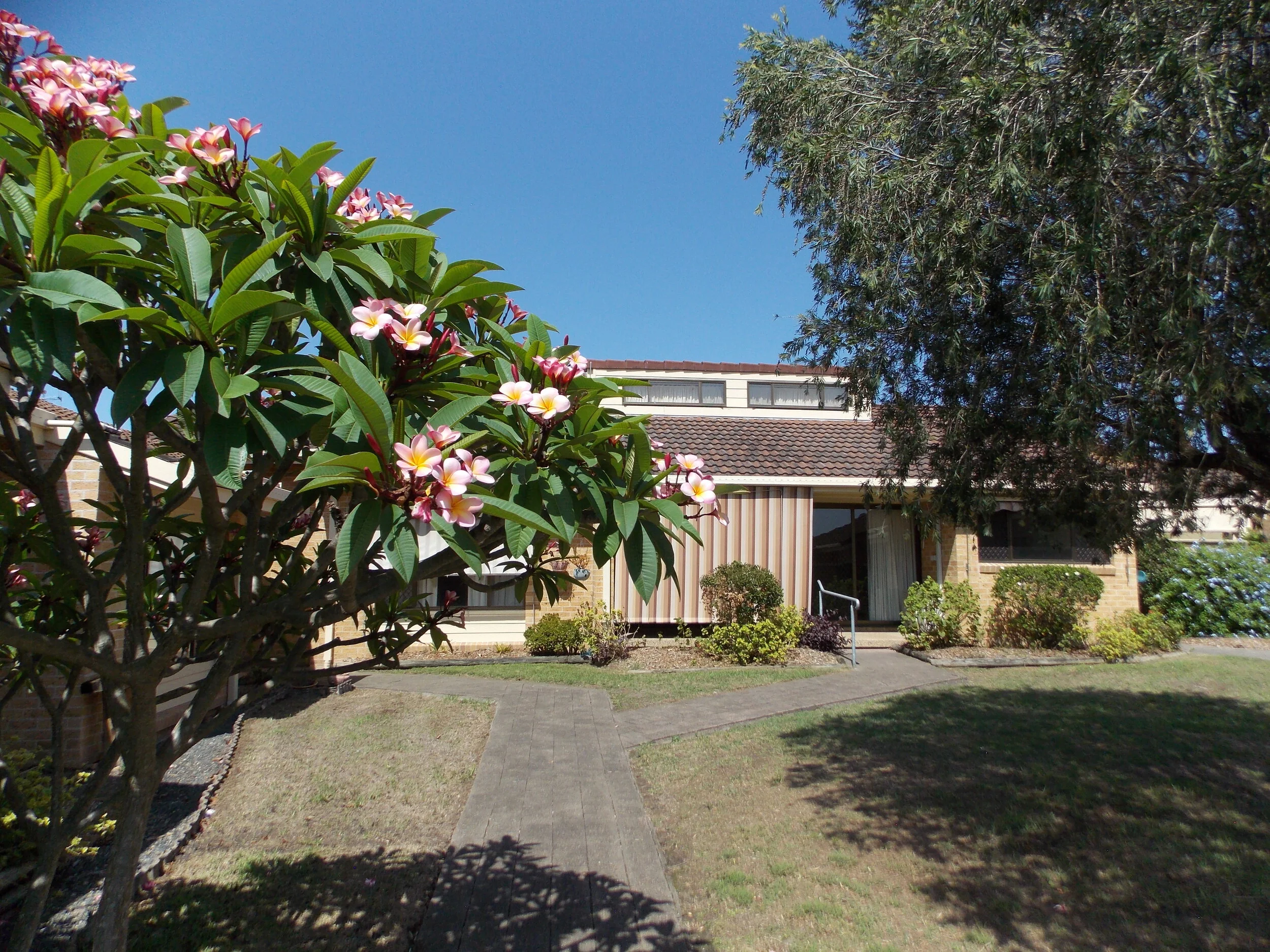 Jacaranda Avenue (Copy)