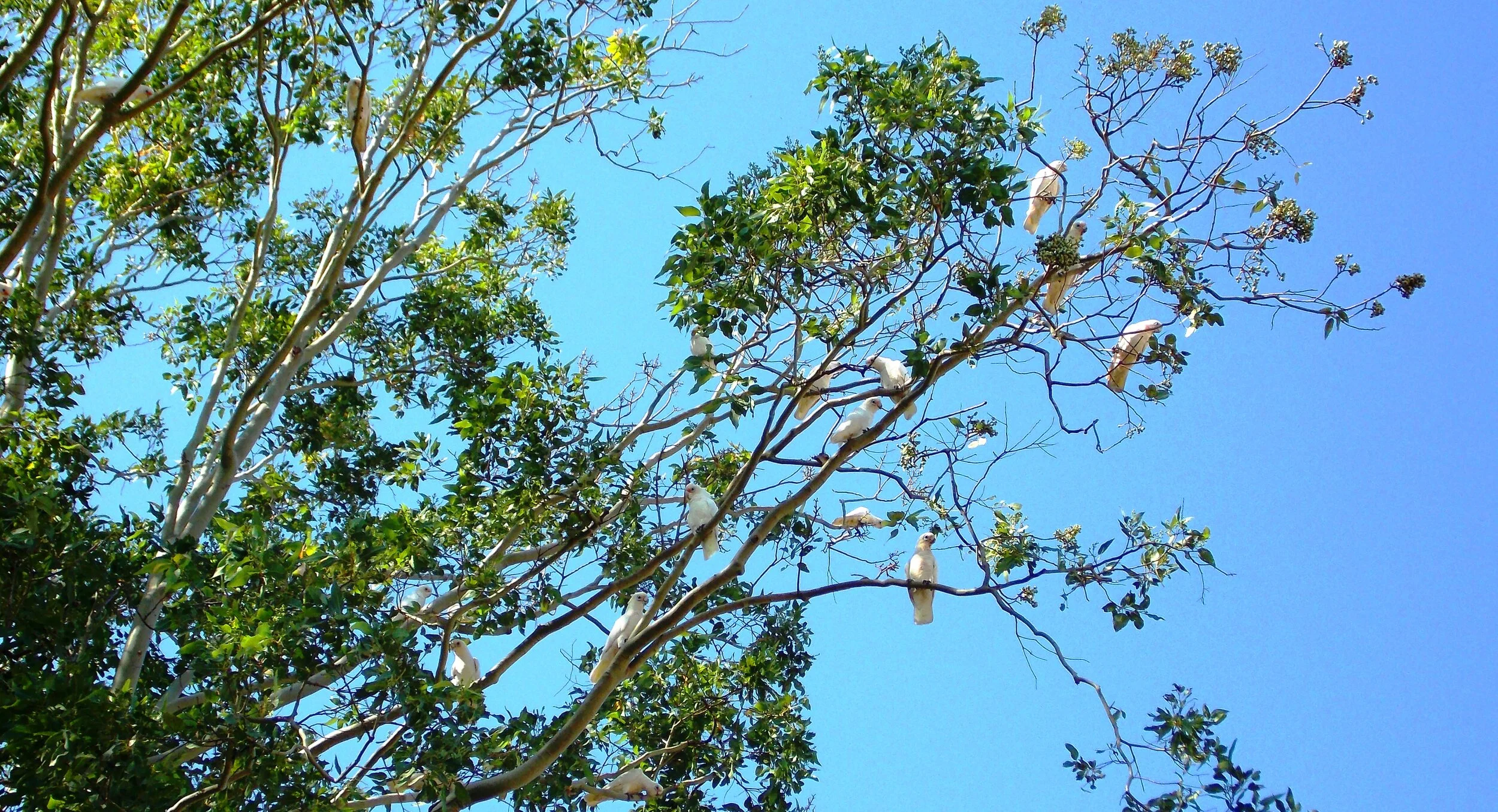 Wildlife at Bushland (Copy)