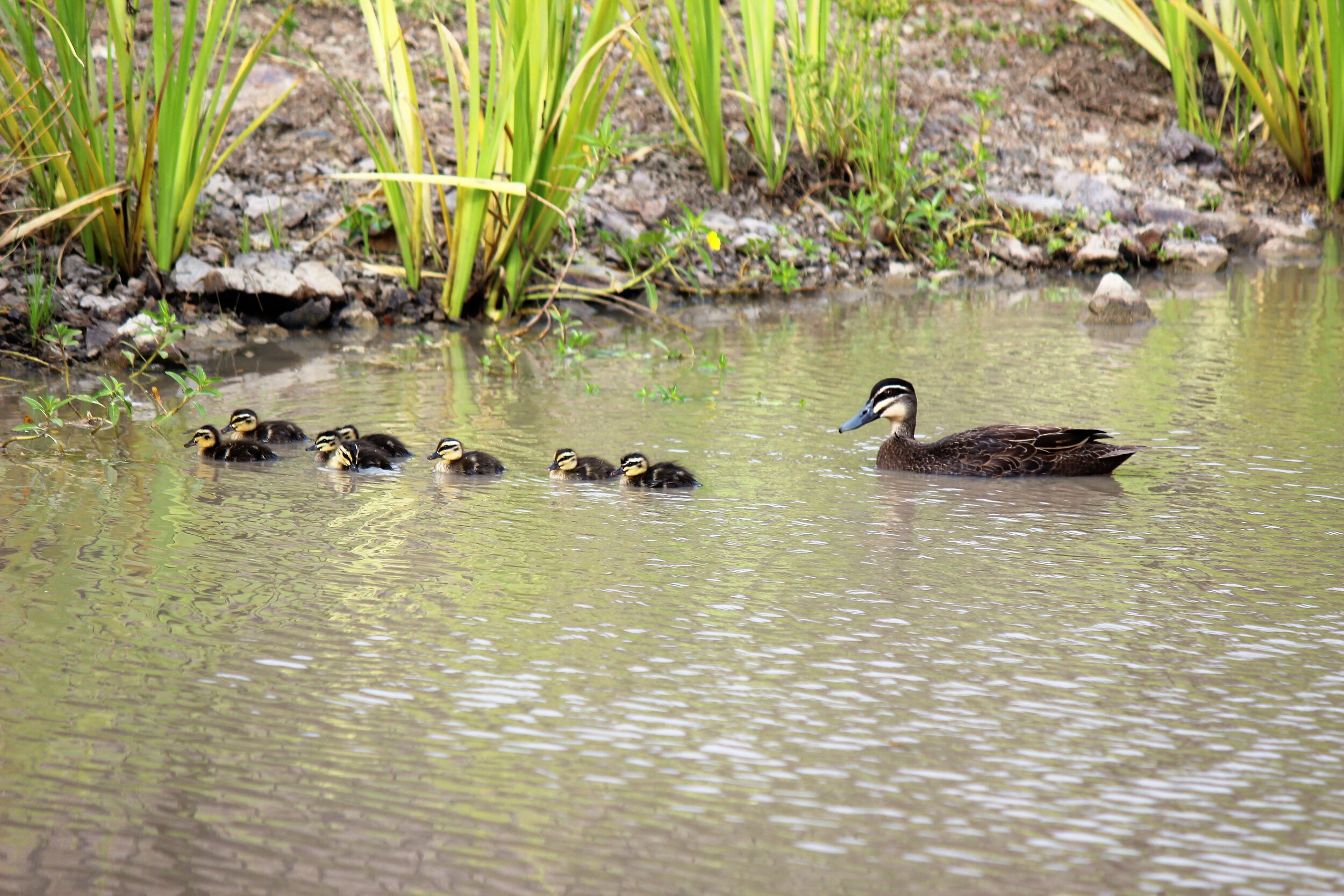 DUCKS (Copy)