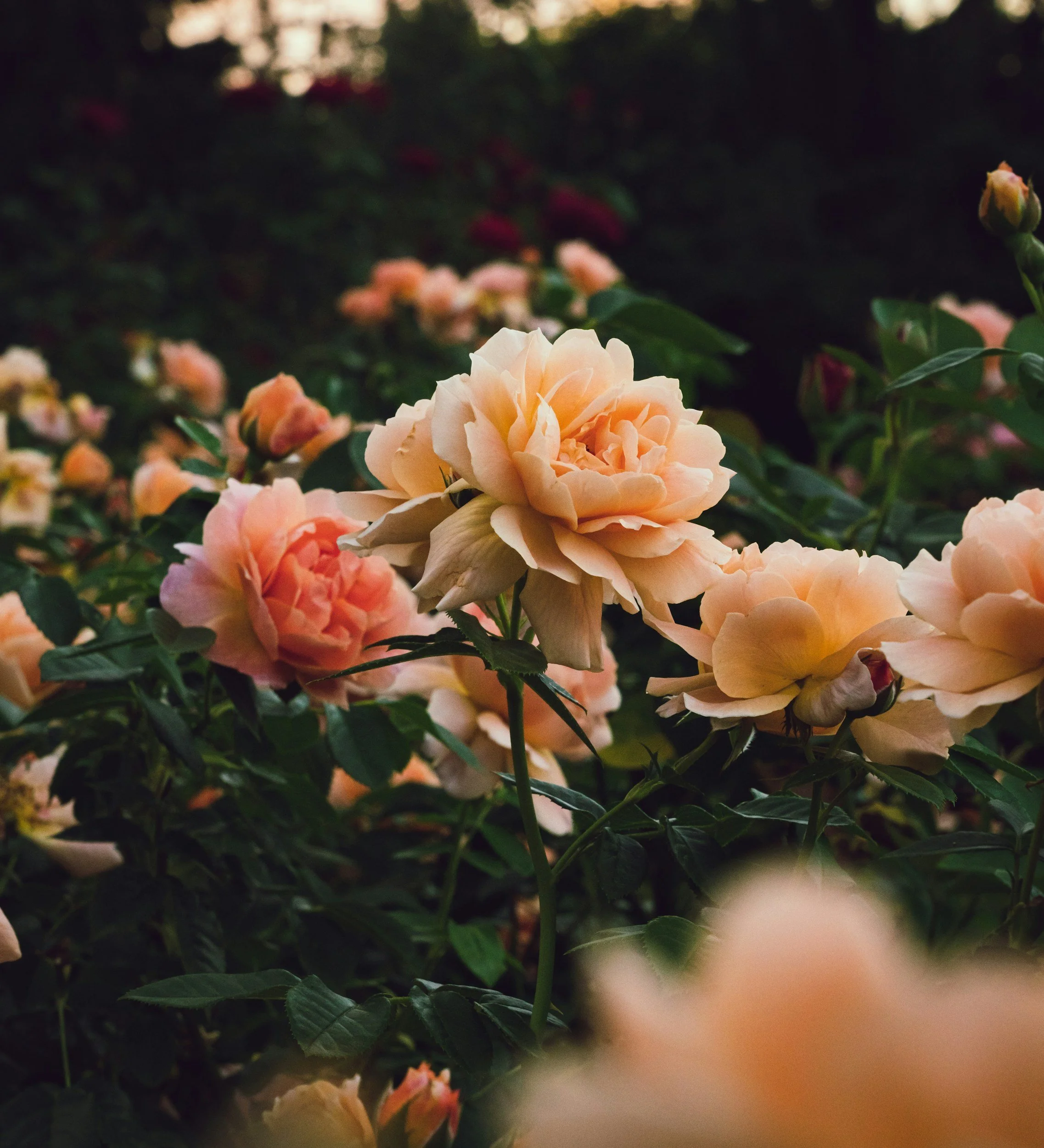 Close-up of pale peach roses blooming among green leaves in a garden at dusk.