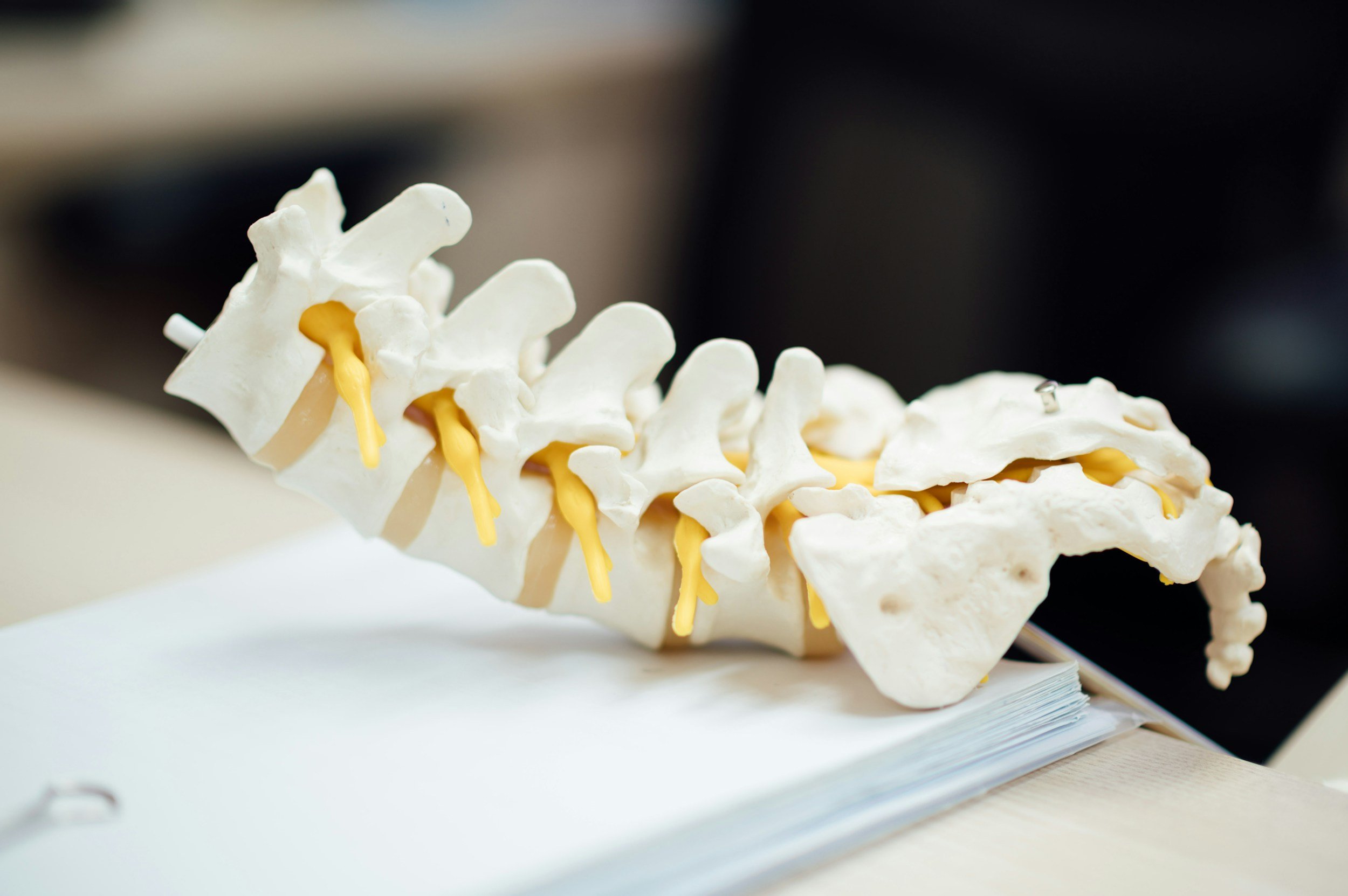 Anatomical model of the lumbar spine