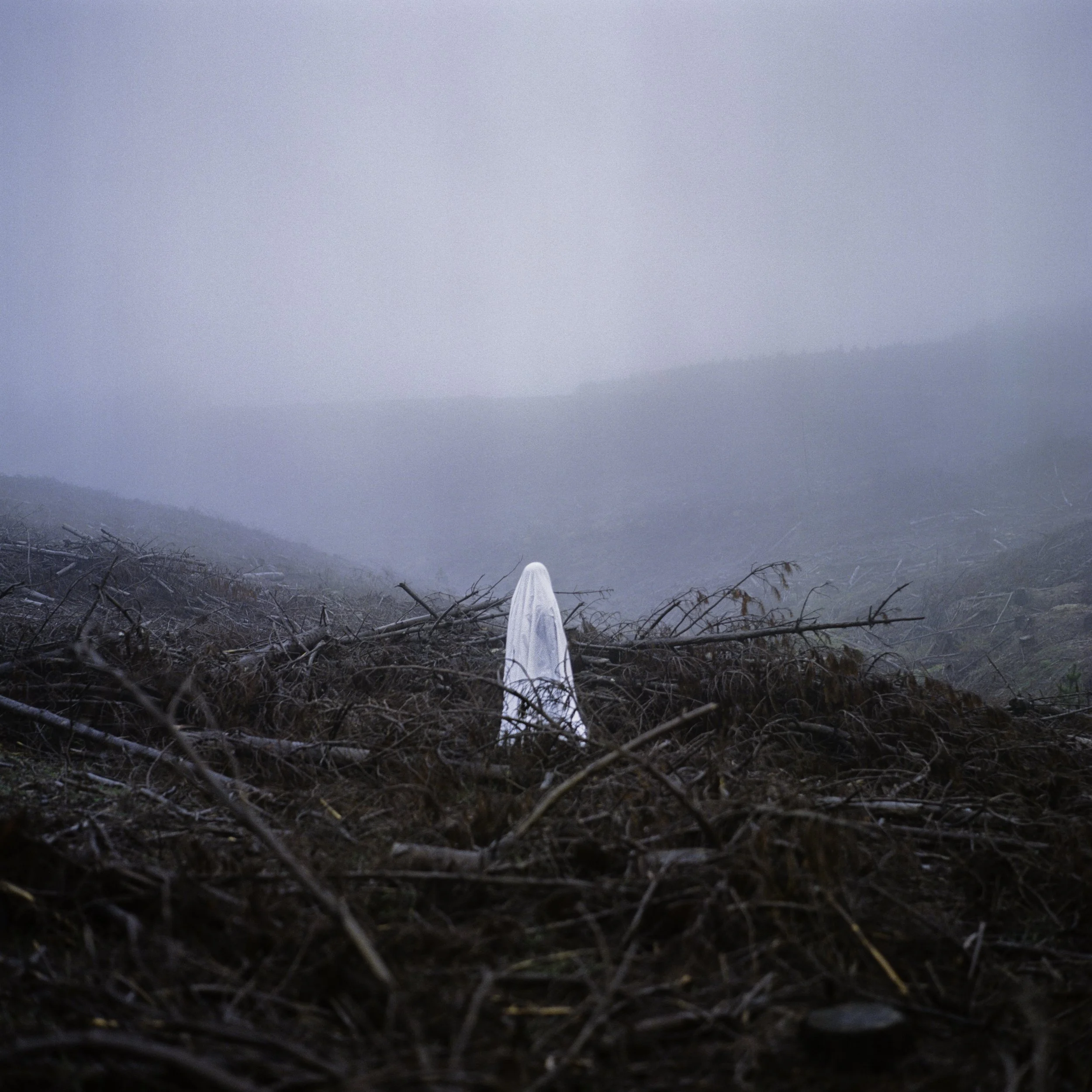 A misty landscape with mountain ridges in the distance, a foggy sky, and some dried branches in the foreground.