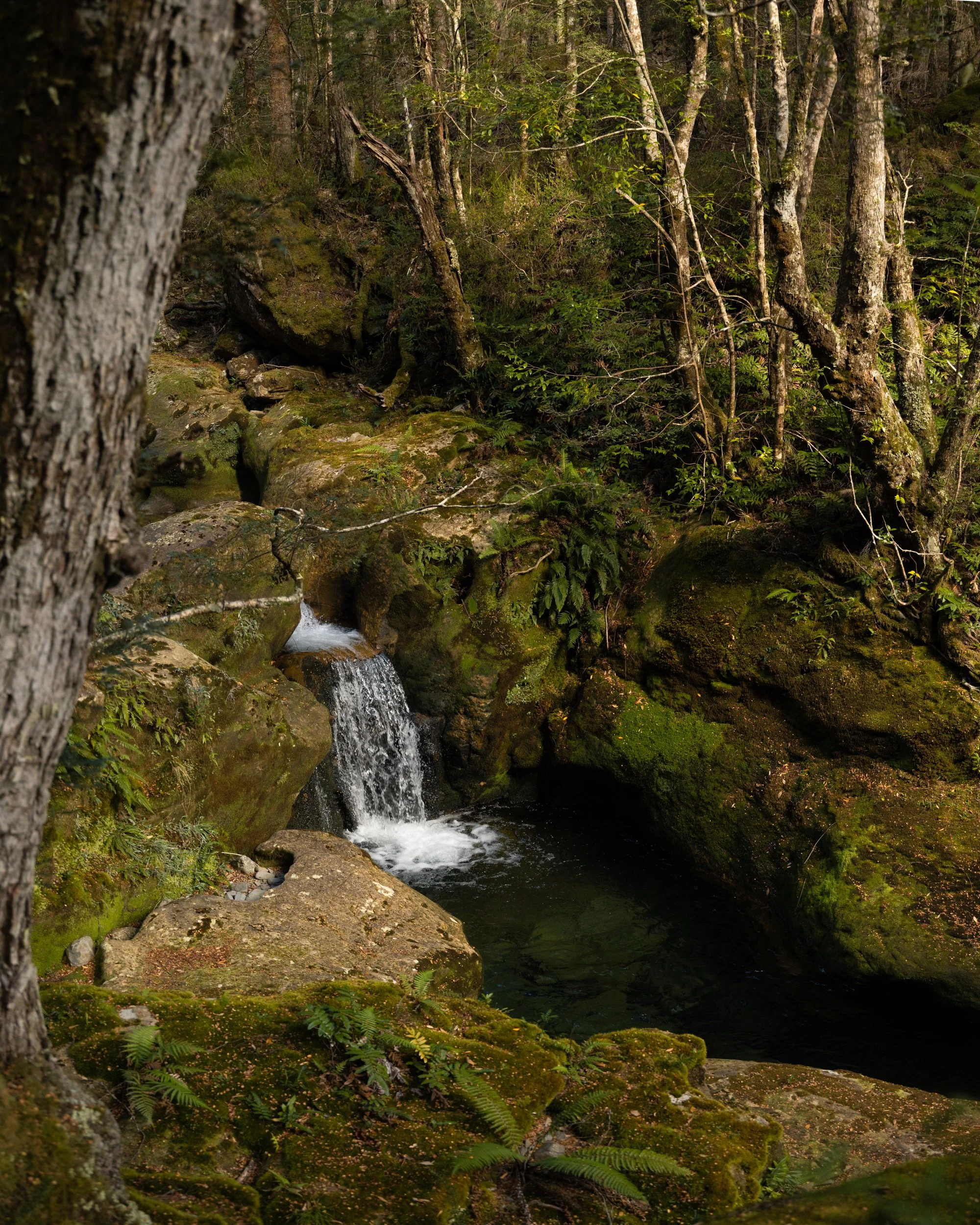 A small waterfall flowing over moss-covered rocks in a lush green forest with trees and ferns.