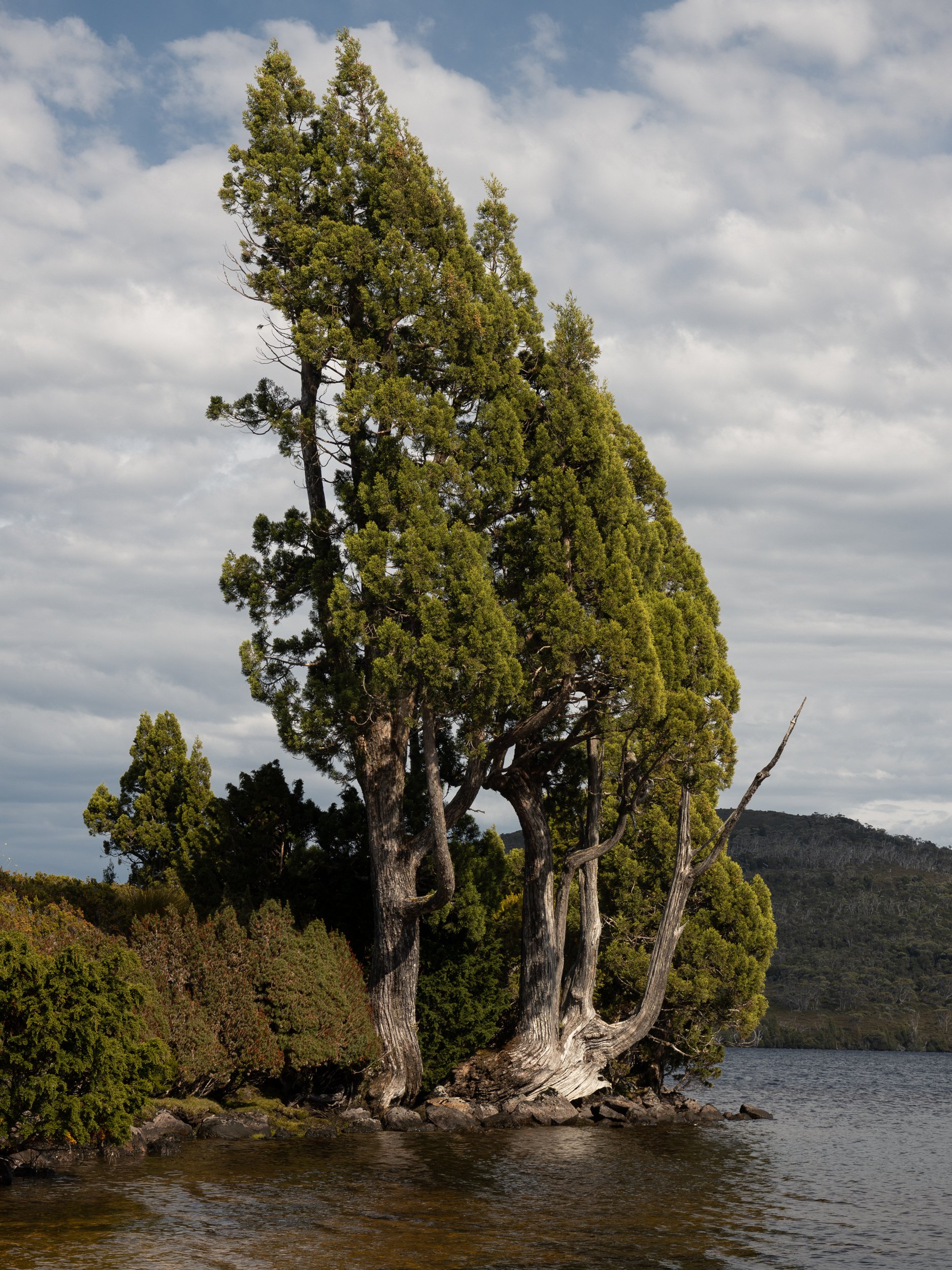 Large tree with twisting trunk and green foliage standing by a river, with a cloudy sky and distant hills in the background.