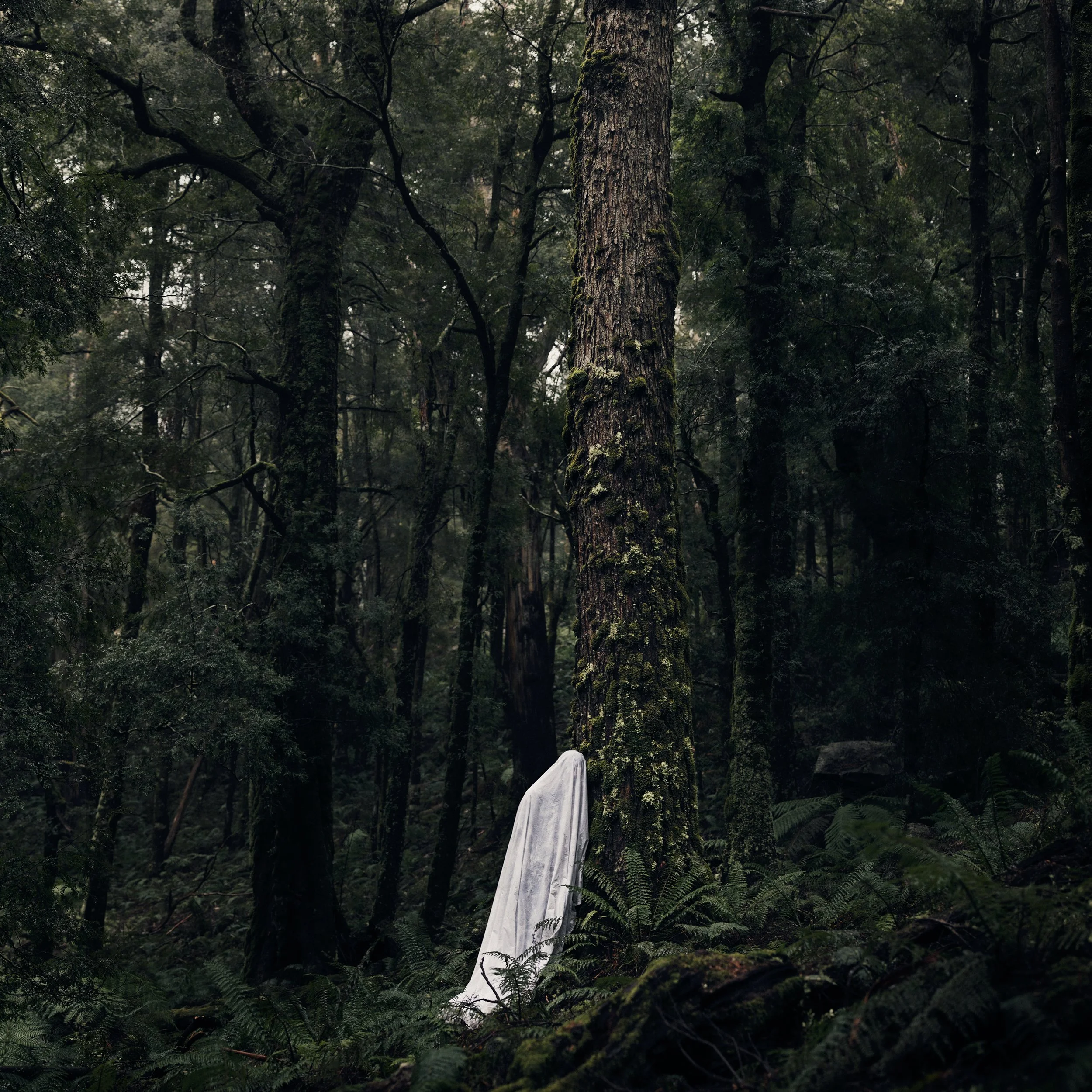 A dense forest with tall trees covered in moss and ferns, with a white cloth or flag hanging from a branch in the foreground.