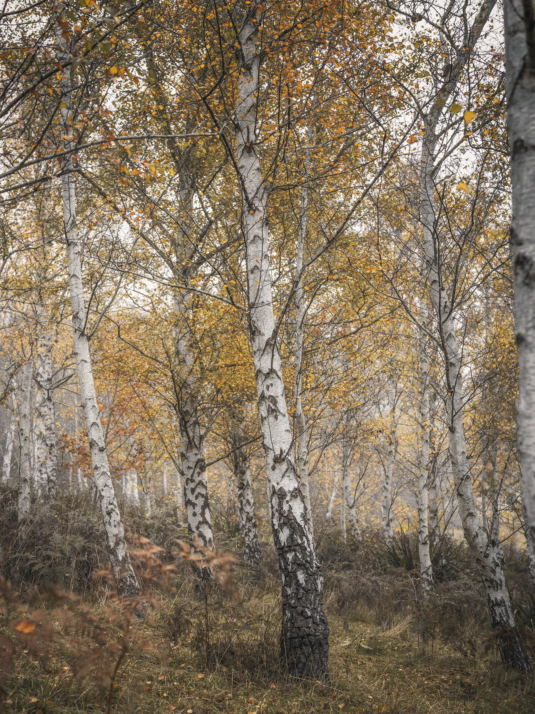 A forest scene with tall white-barked birch trees and yellow-orange autumn leaves, with dry grass and underbrush at ground level.