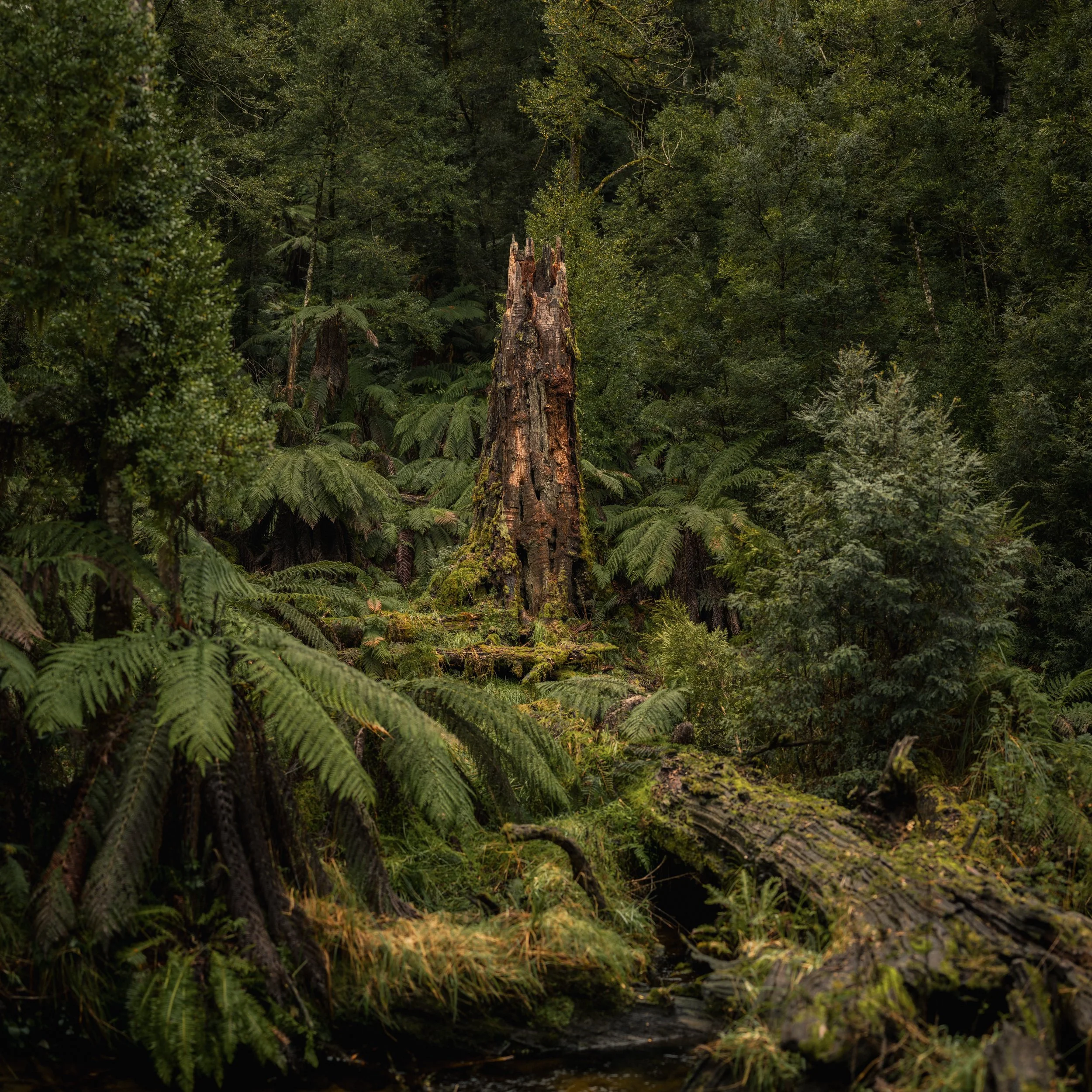 A dense green forest with trees, ferns, moss-covered ground, and a fallen log.