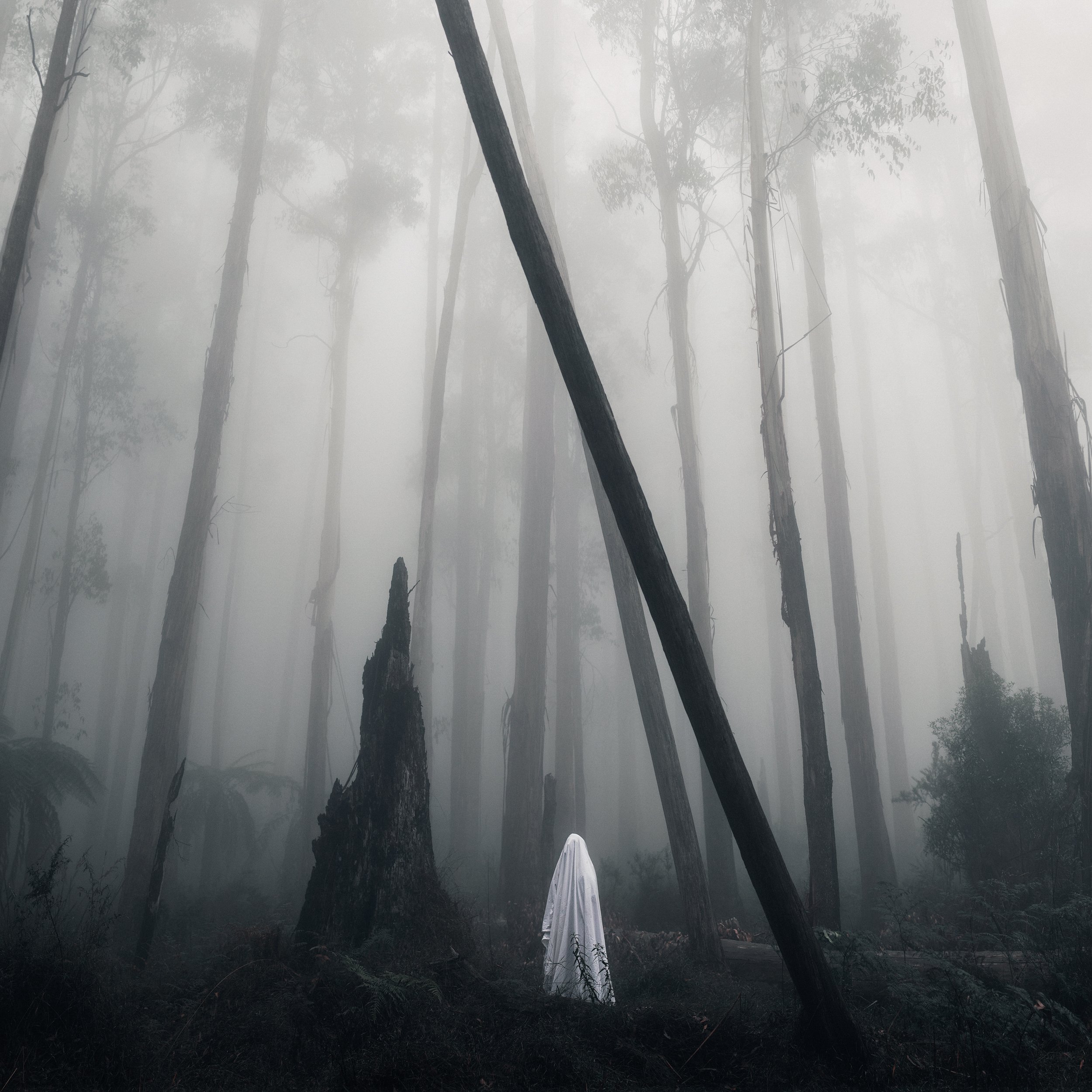 A misty forest with tall, thin trees and dense fog, with a person in a white cloak standing at the base of the trees, facing away from the camera.