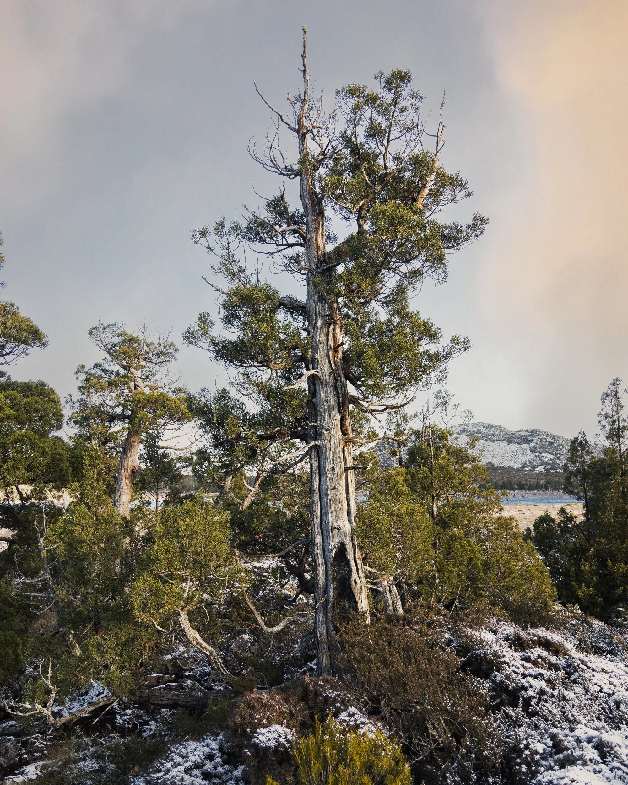 A tall, twisted pine tree with sparse green foliage stands against a pale sky, with smaller trees and snow-covered ground in the background.