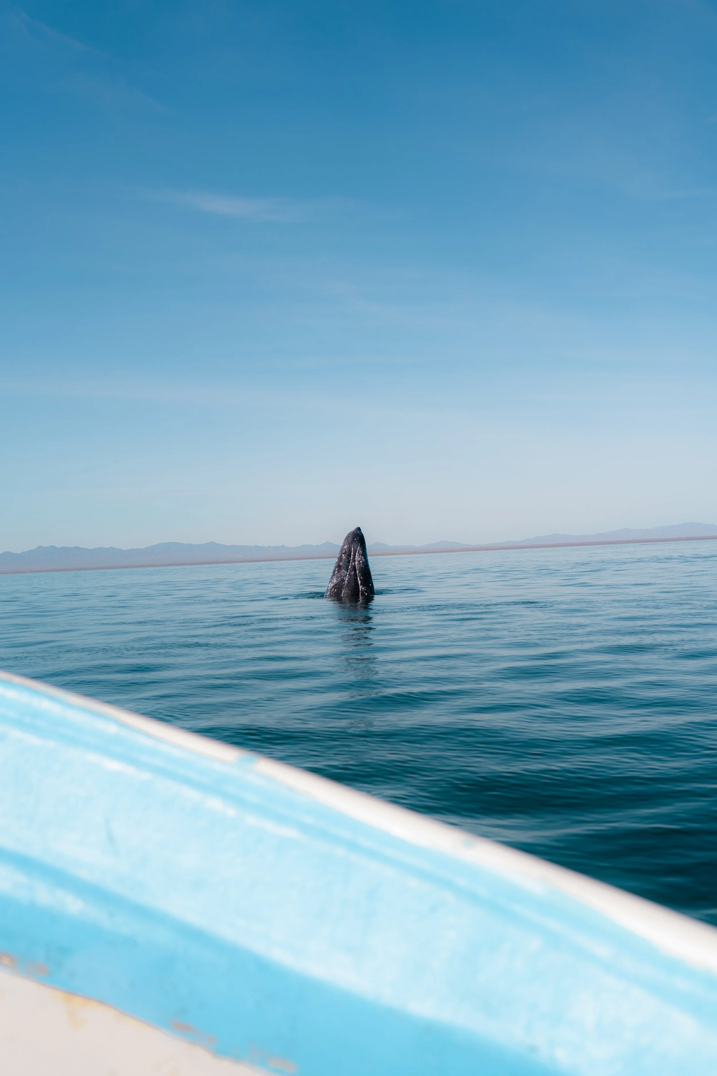 Whale Sightings
