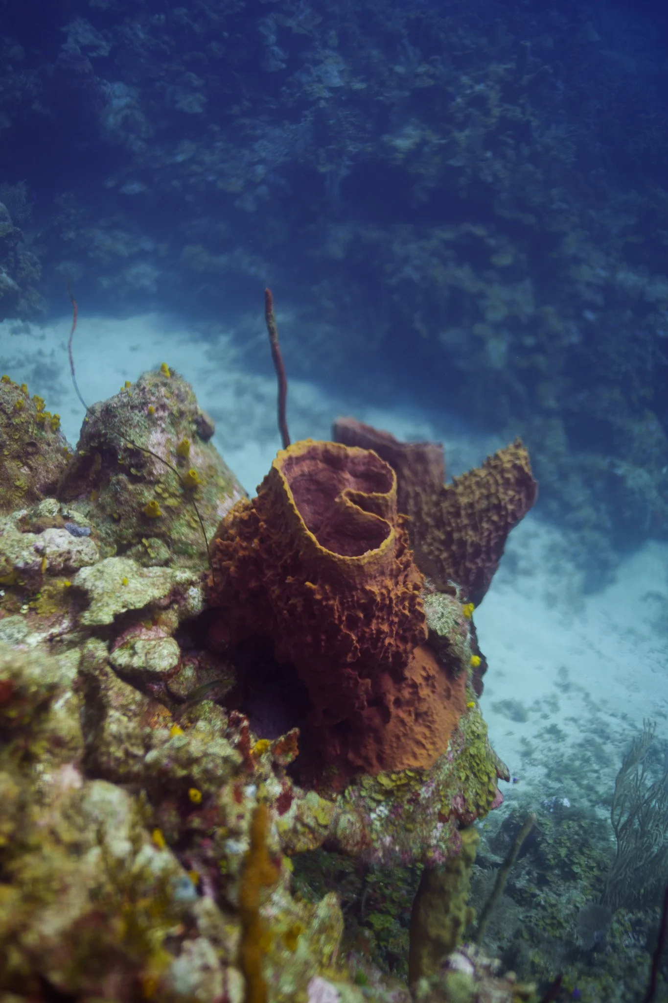The Reef