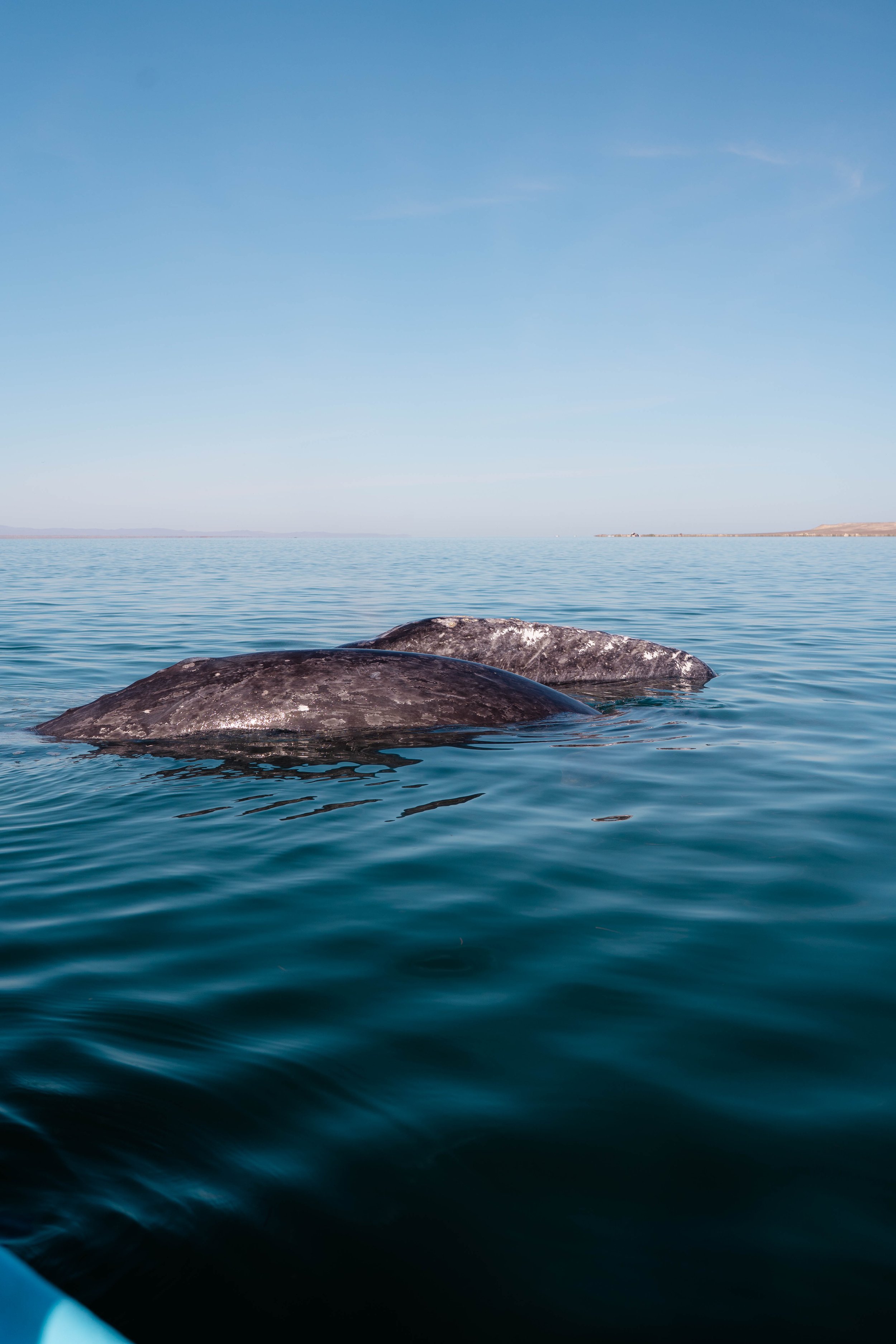 Whale-14.jpg