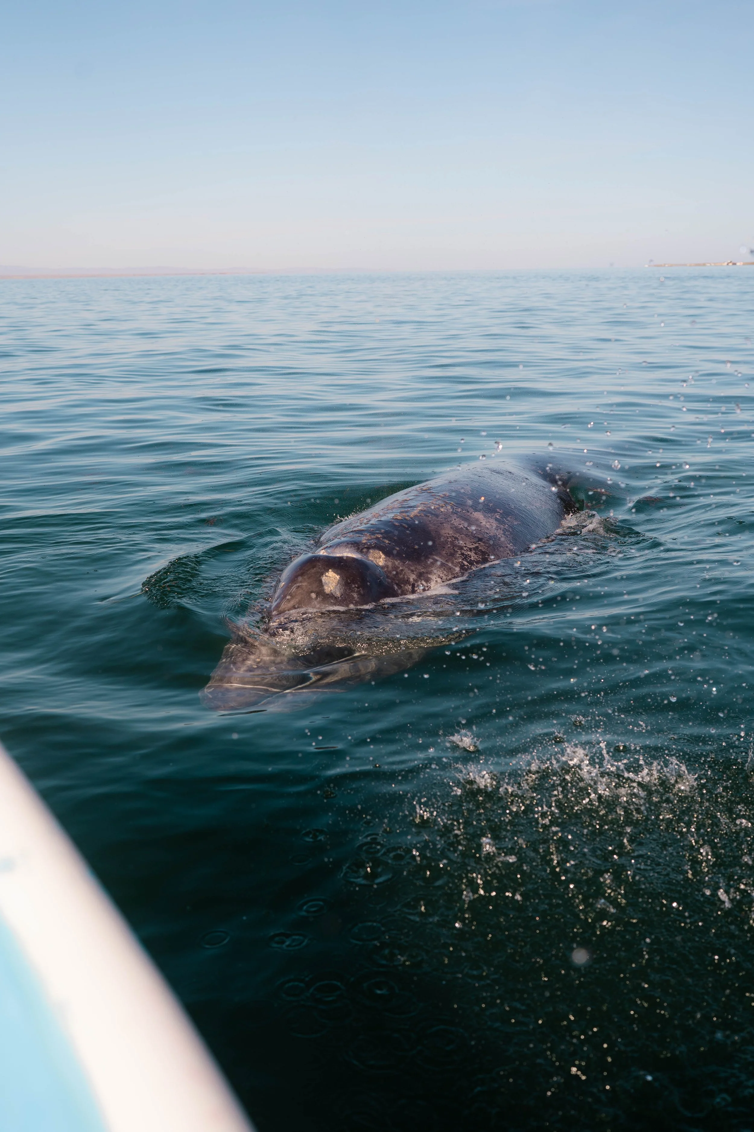 Whale-7.jpg