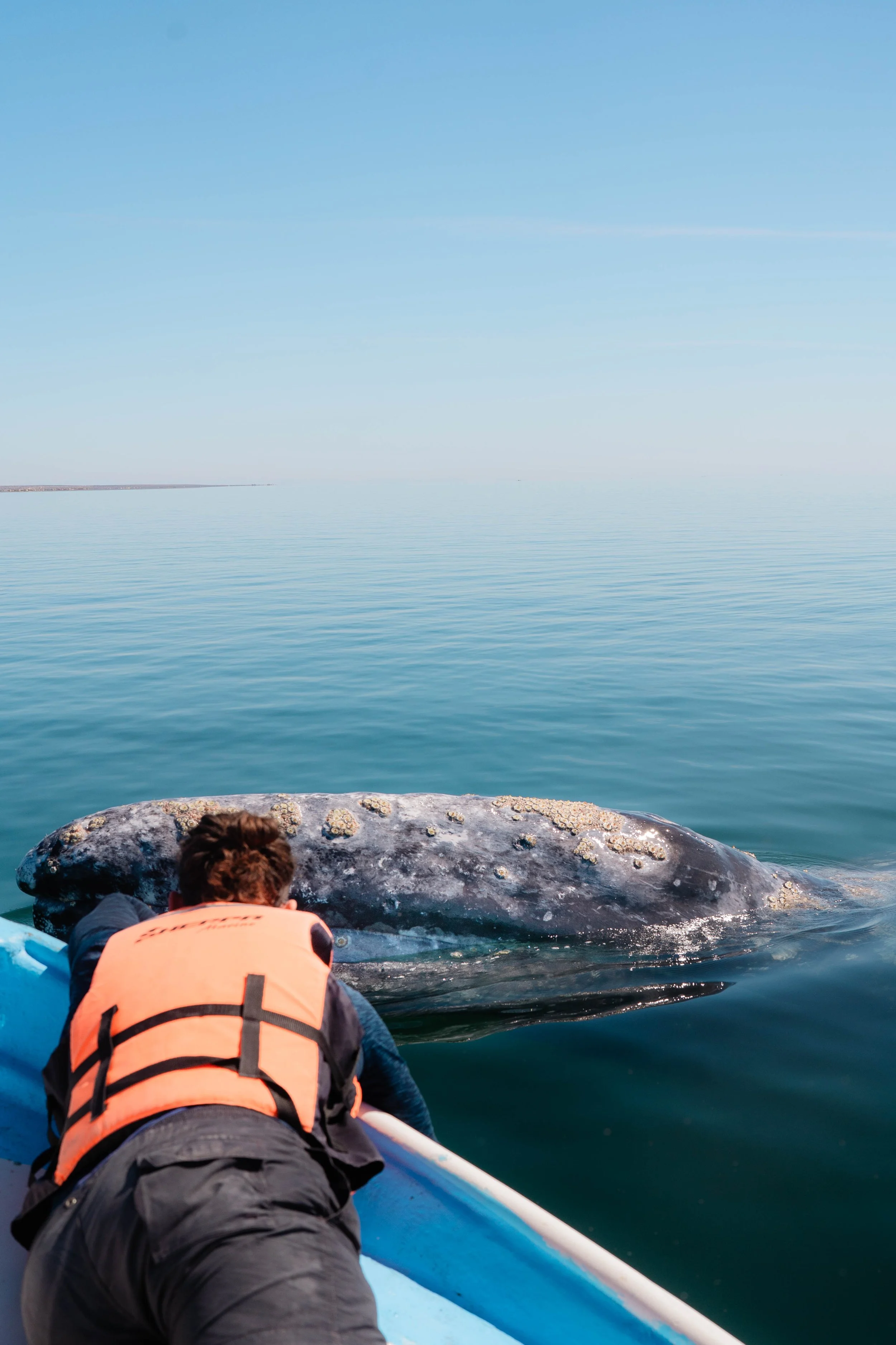 Whale-18.jpg