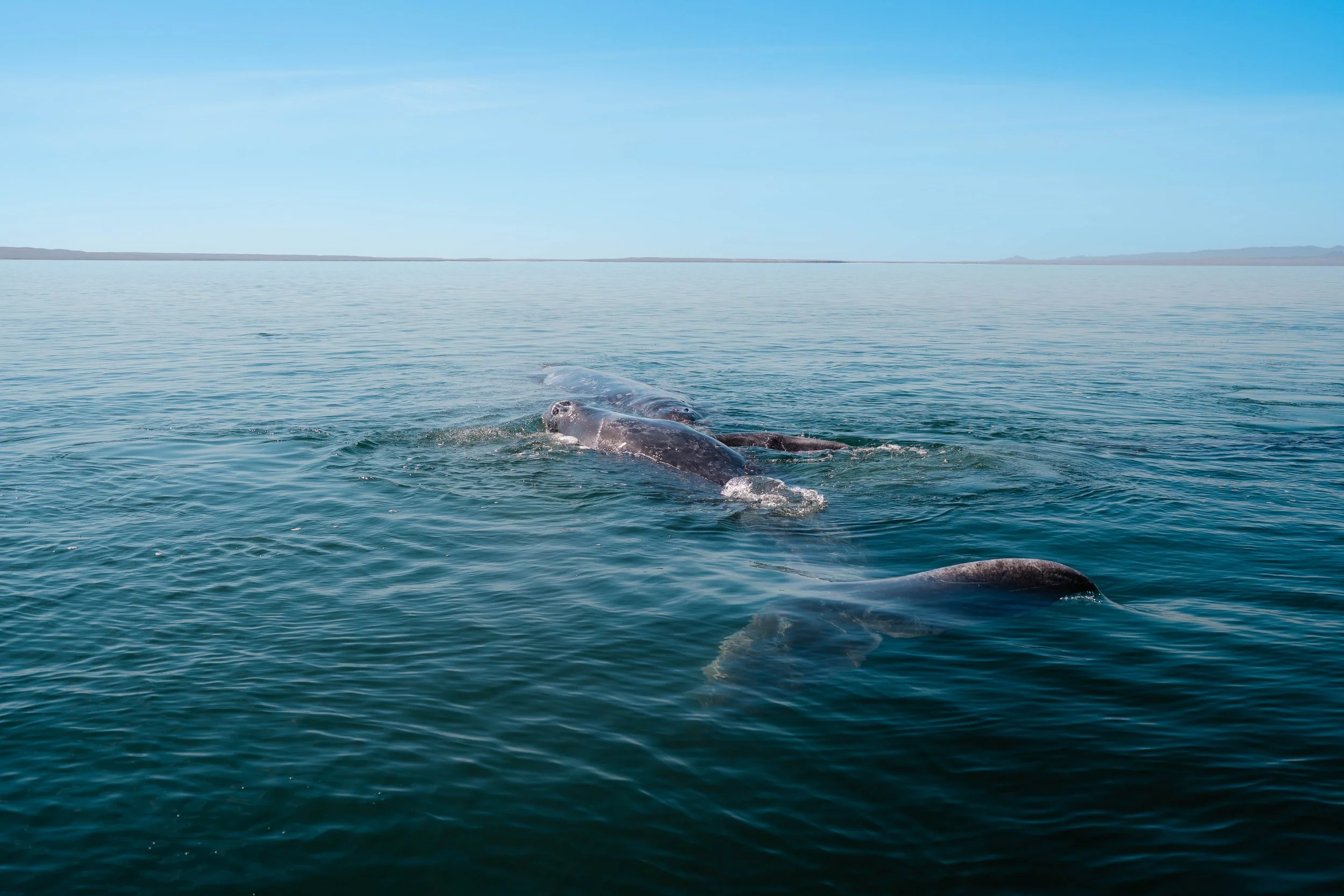 Whale-16.jpg