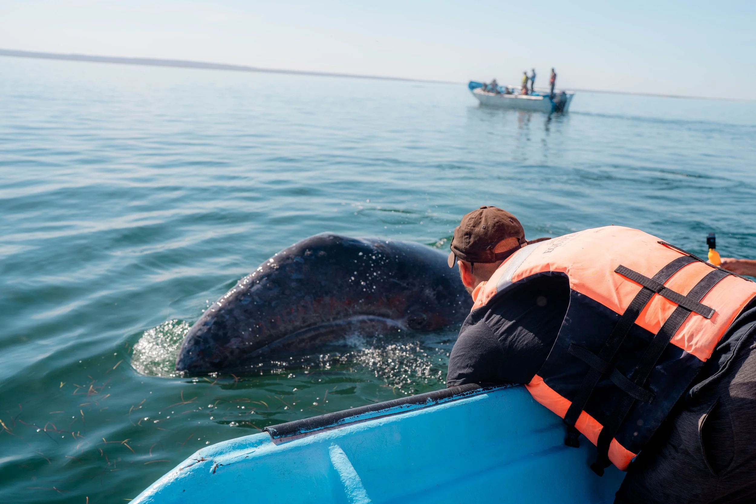 Whale-13.jpg