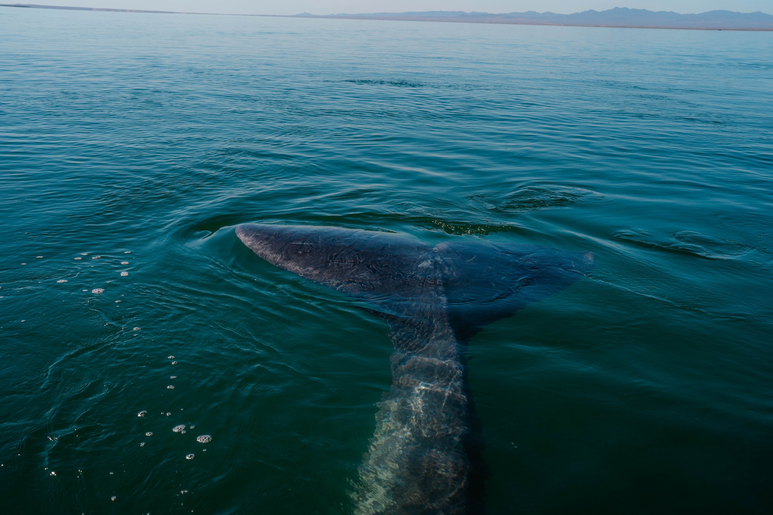 Whale-17.jpg