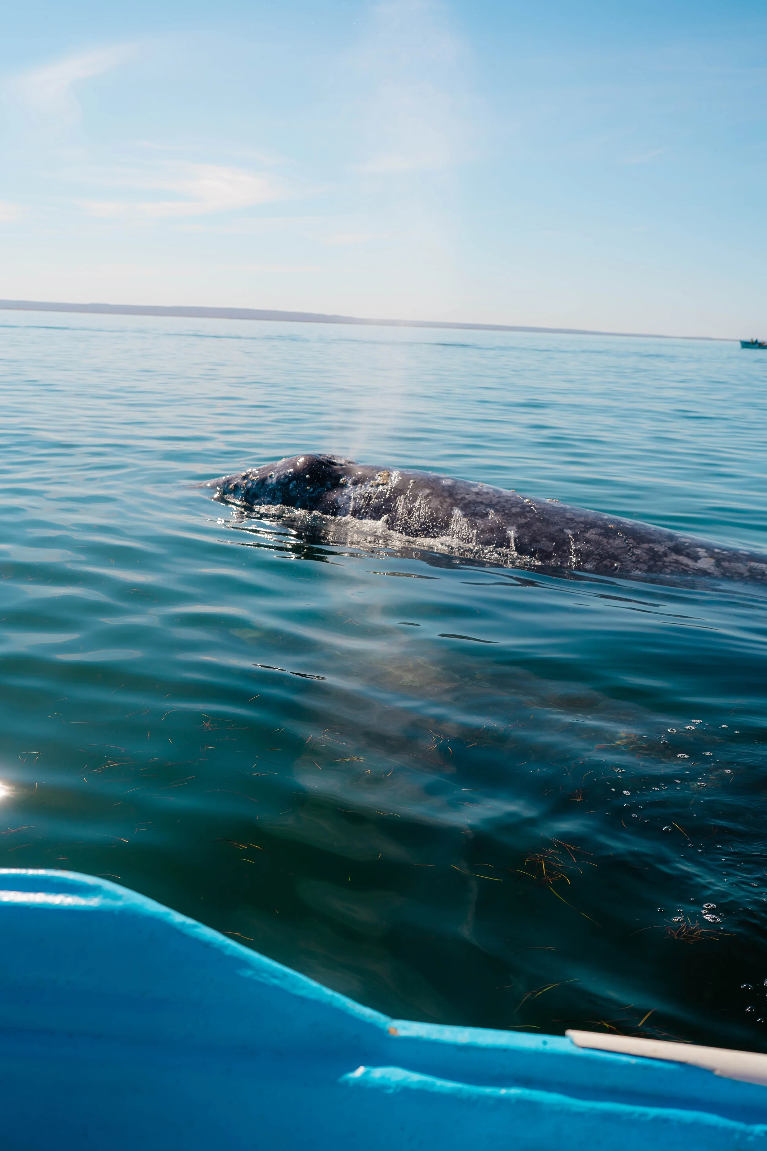 Whale-6.jpg