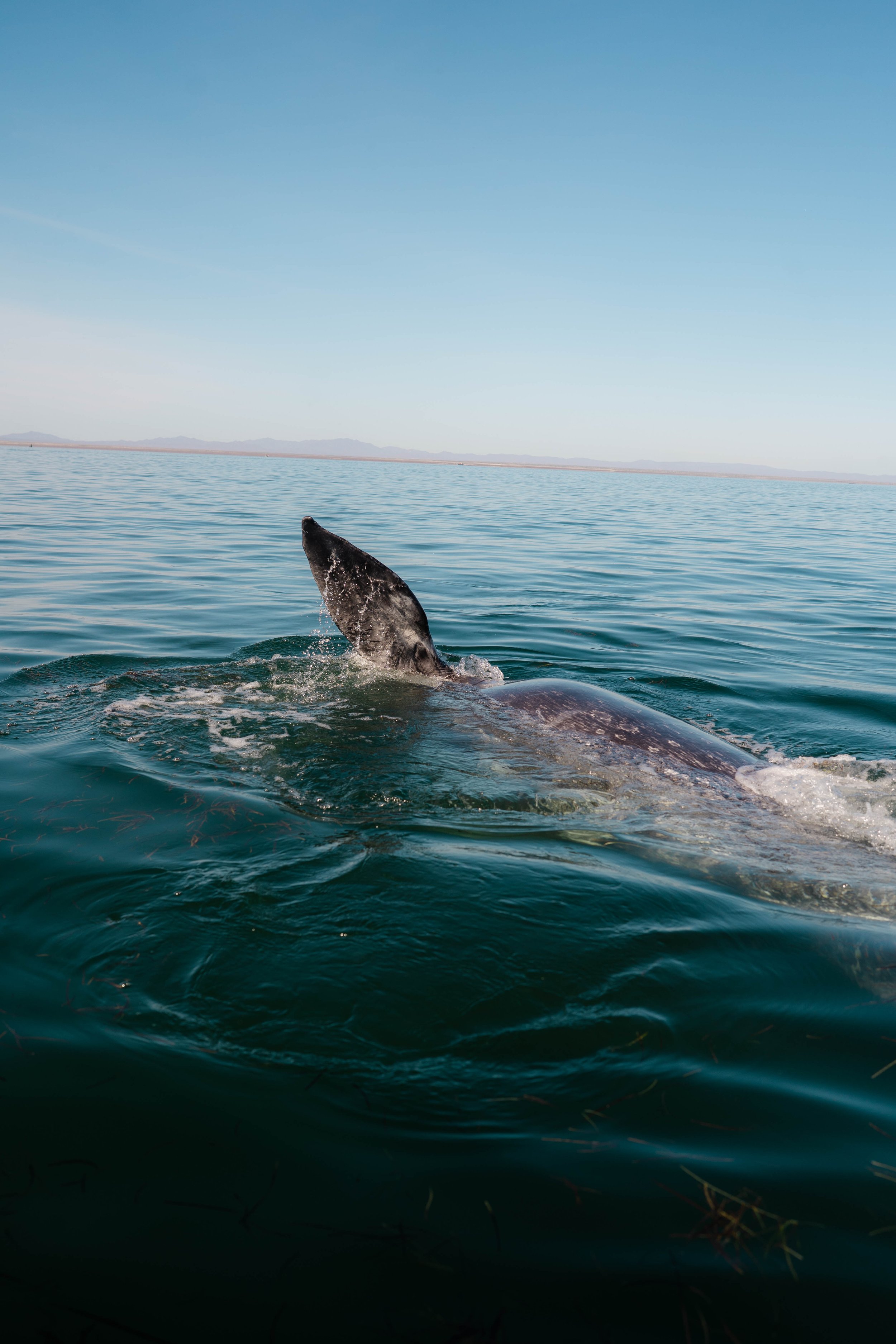 Whale-5.jpg