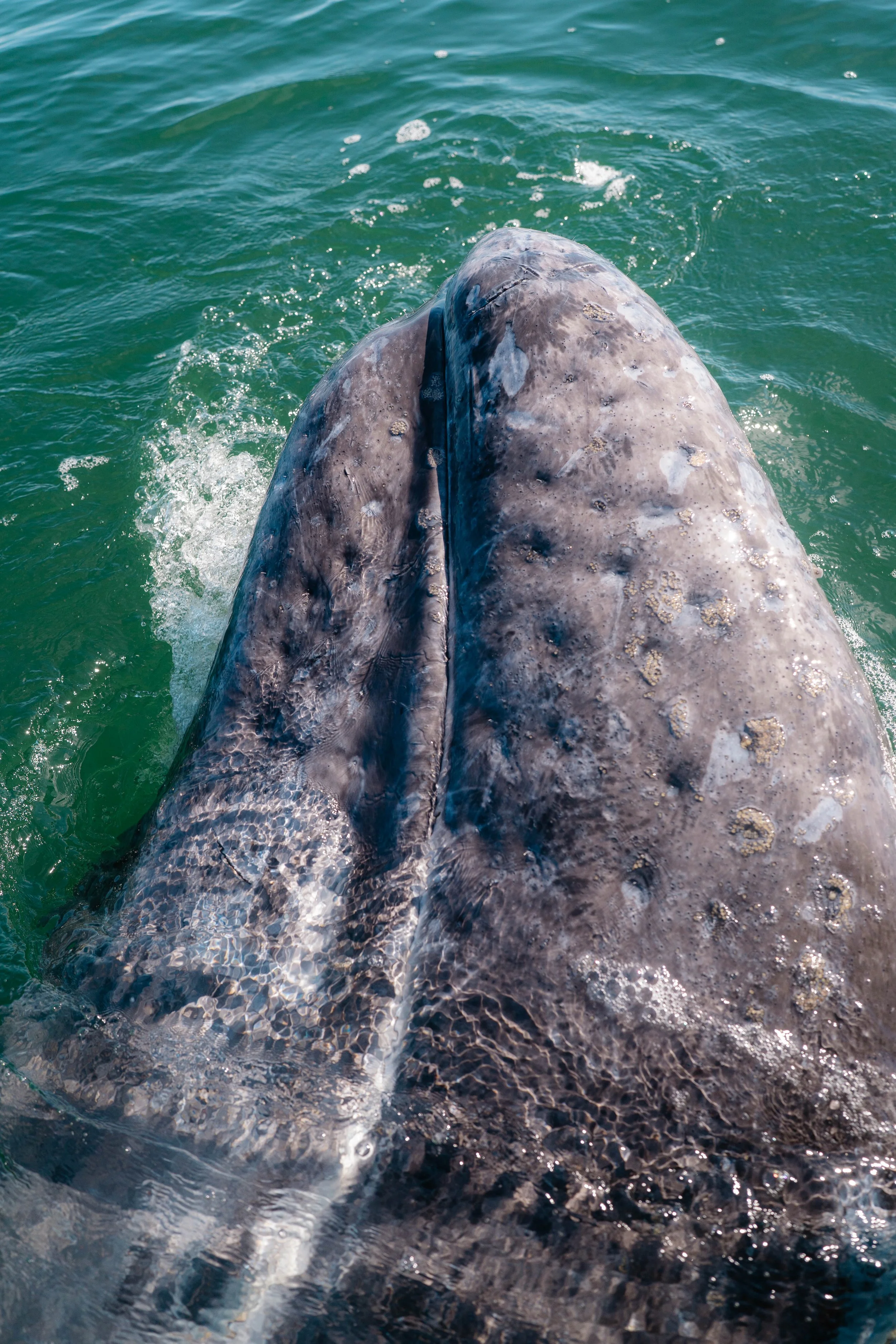Whale-10.jpg