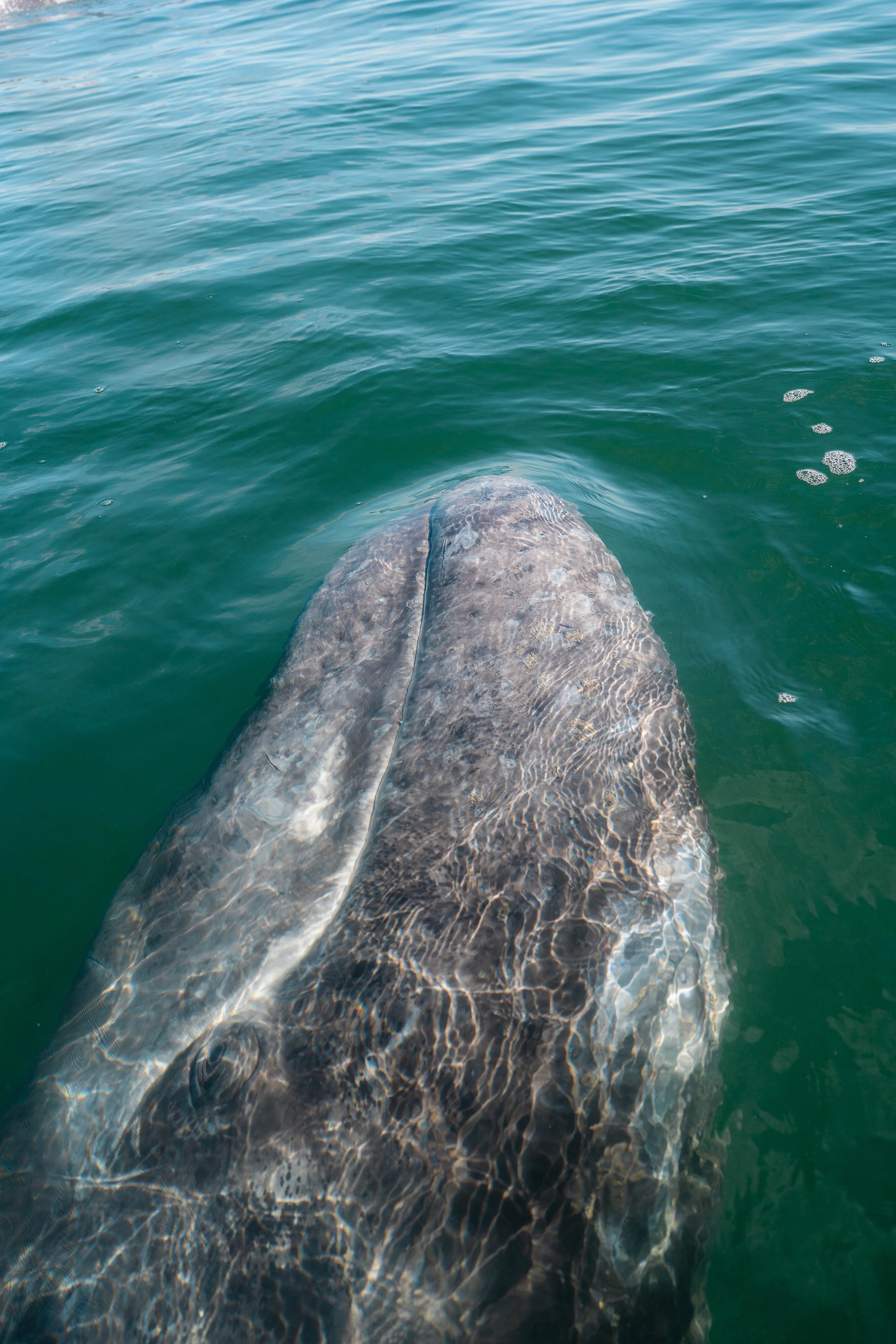 Whale-9.jpg